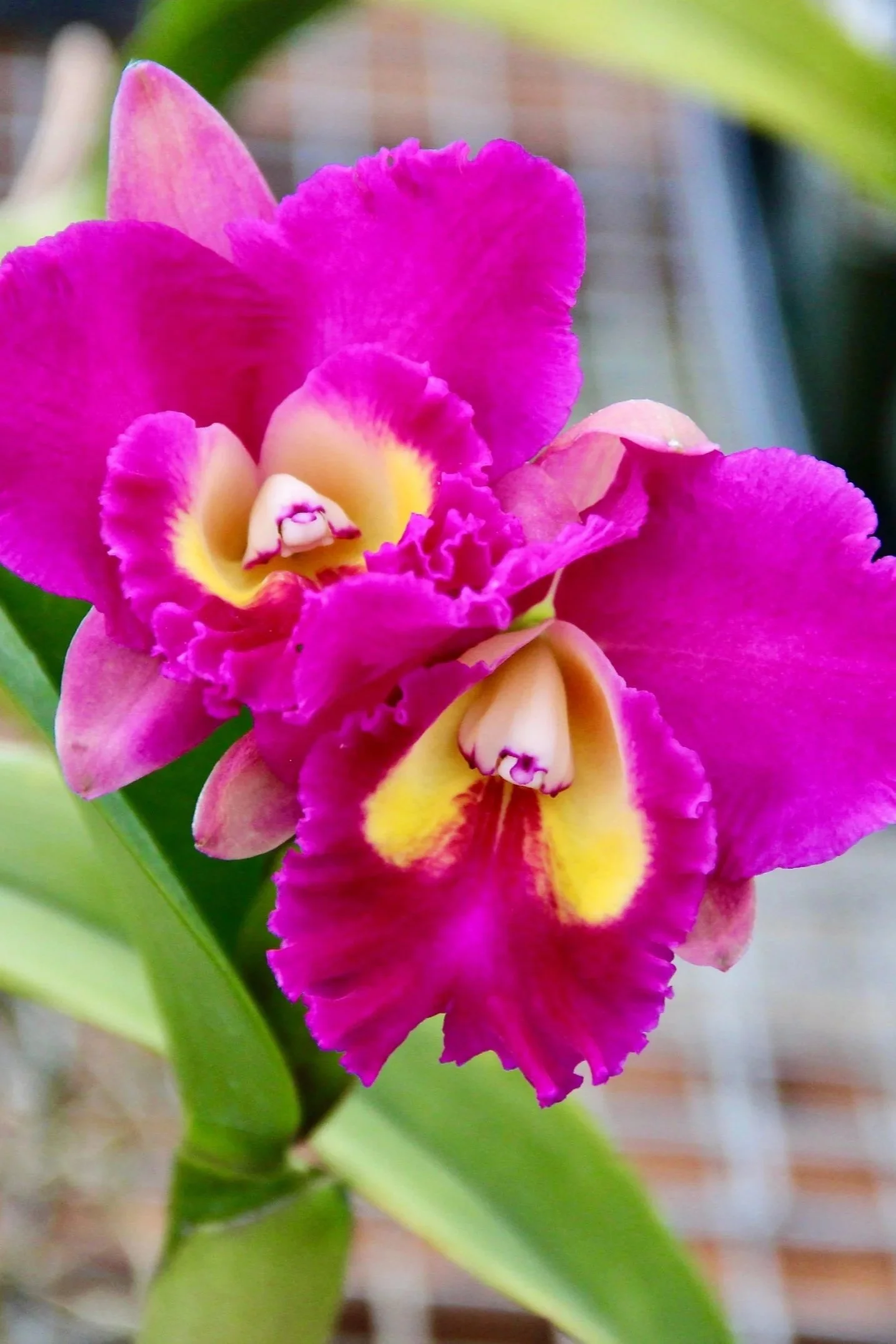 rlc-larry-nishikana-volcano-princess-with-bright-pink-bloom-and-yellow-lip.jpg