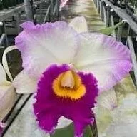 Rlc-Mary-Lupi-Volcano-Queen.jpg