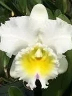 rlc-harue-watanabe-volcano-queen-orchid-for-sale.jpg