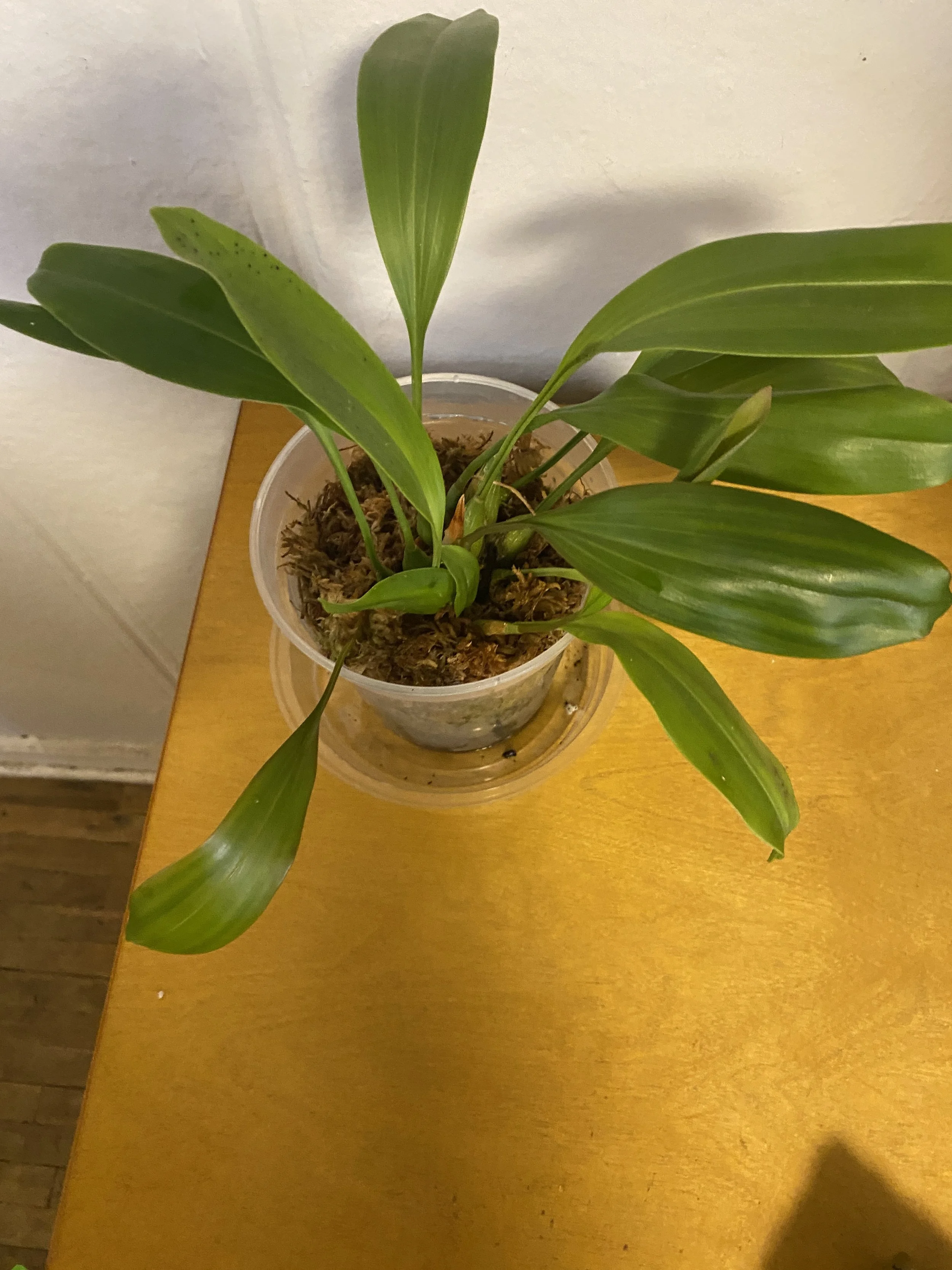 Chelonistele-sulphurea-in-five-inch-pot.jpeg