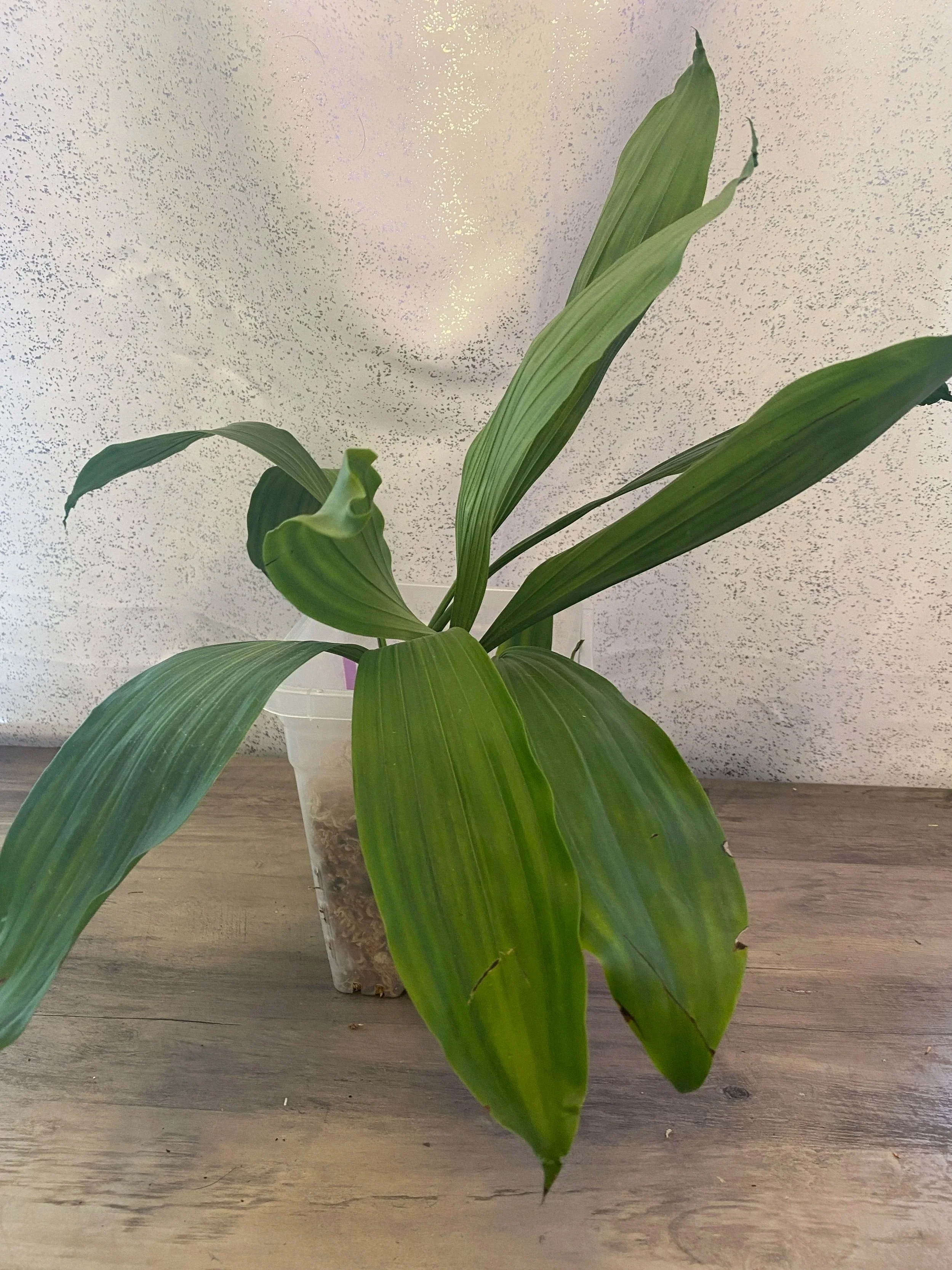 coelogyne-veluntina-in-five-inch-pot.jpg