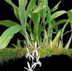 Coelogyne swaniana (Borneo species)