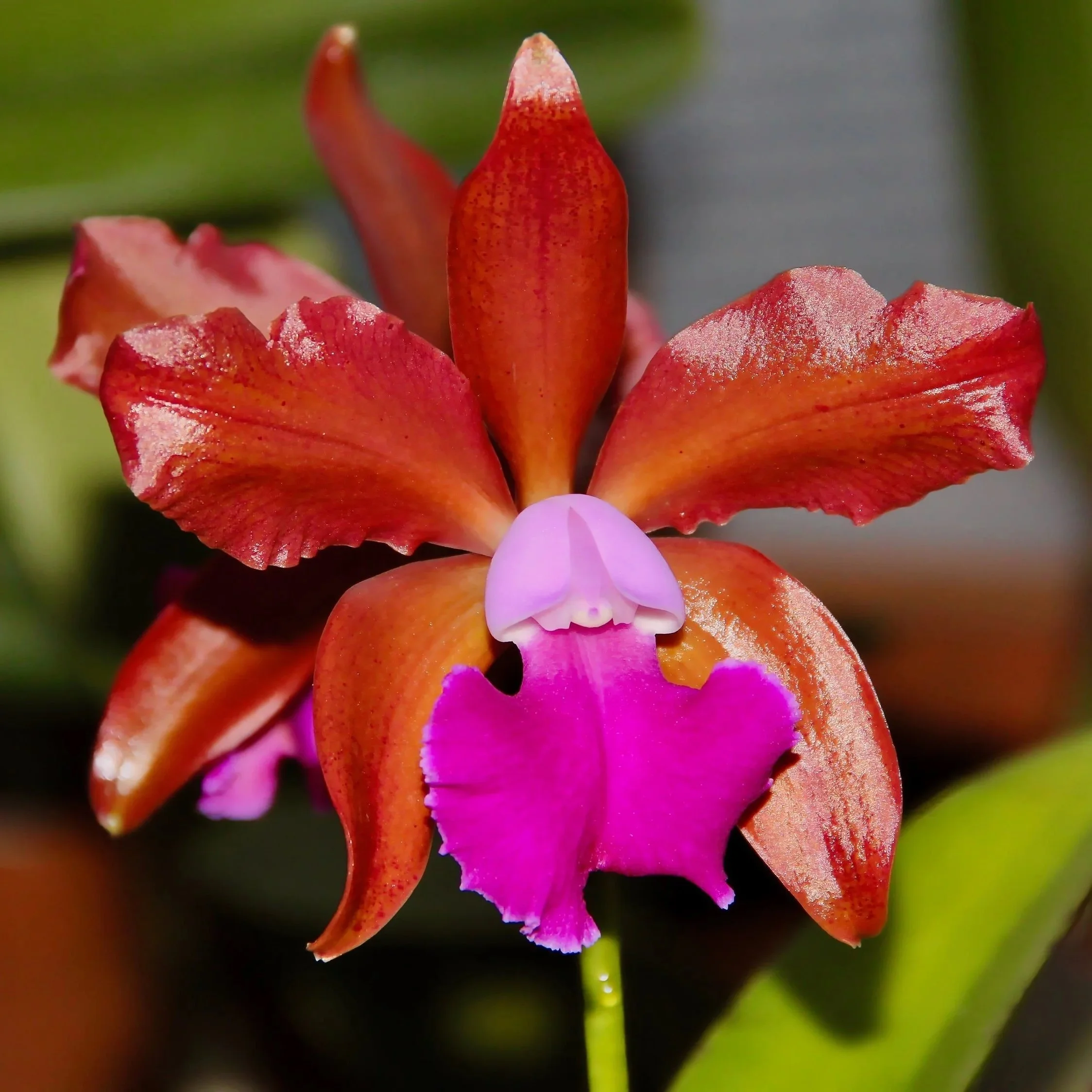 Rlc-Fire-Jewel-Volcano-Orange.jpg