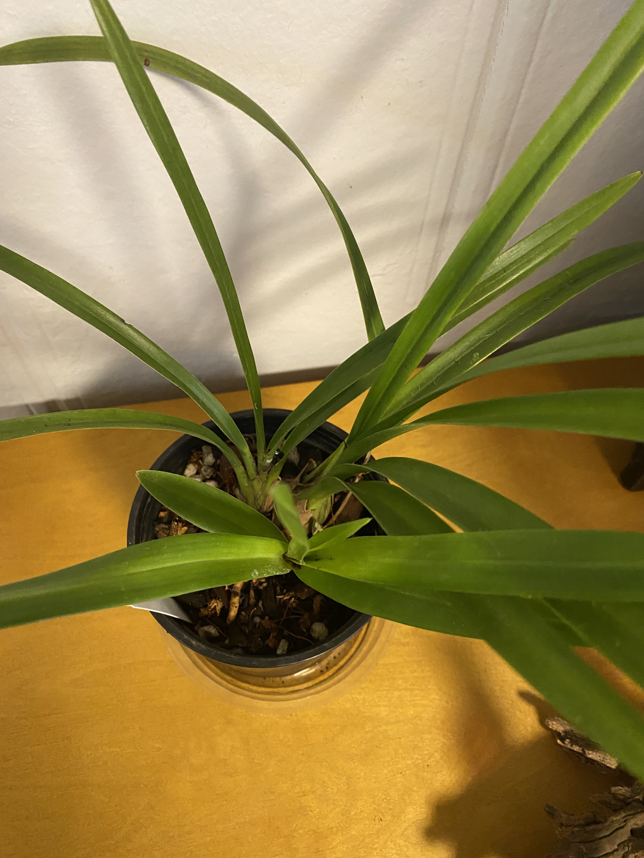 Cymbidium-Sweet-Vanessa-on-wooden-table.jpeg