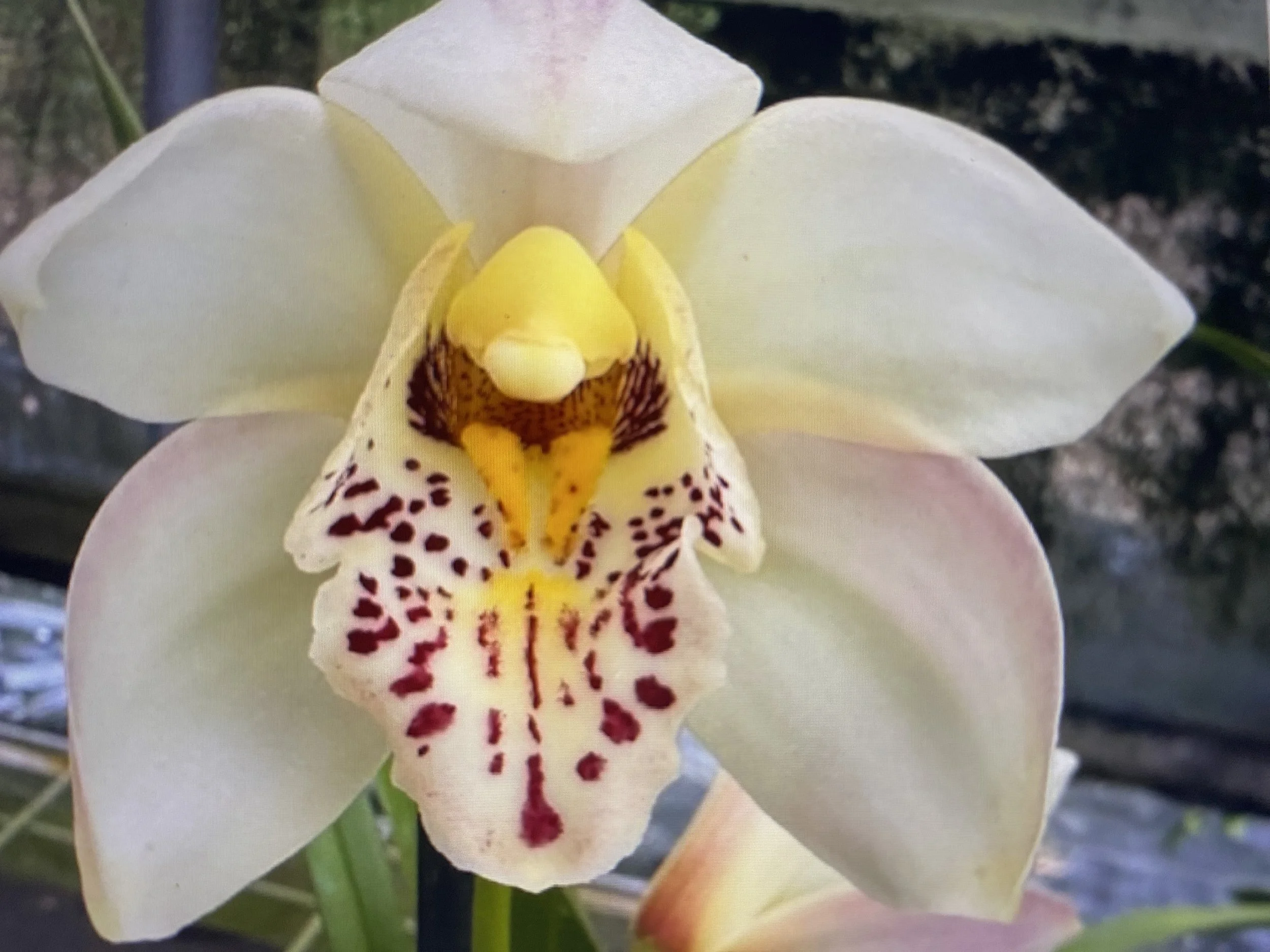 Cymbidium Belle Glade Remake