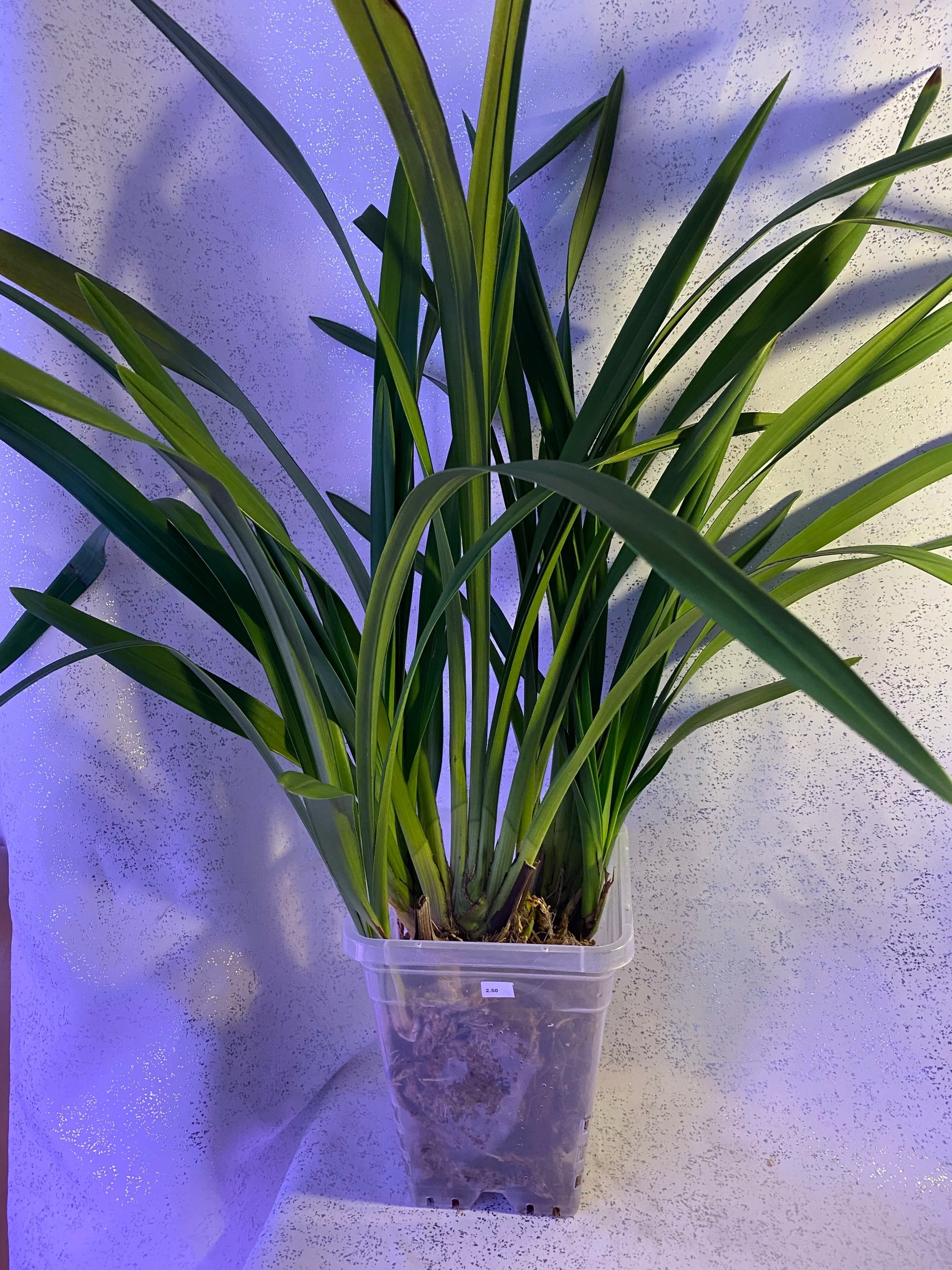 Cymbidium-Lovely-Moon-Patriot-in-ten-inch-pot.jpg