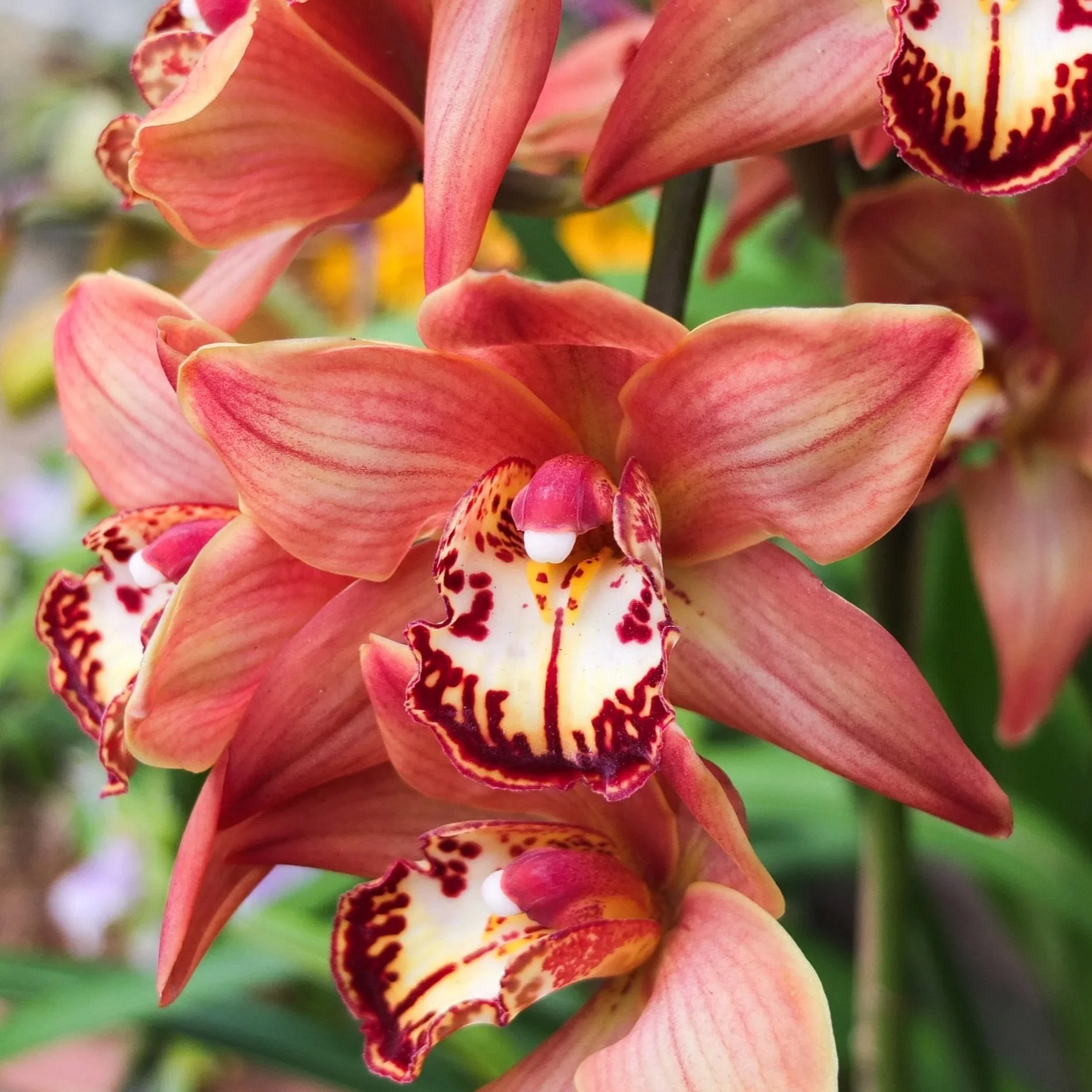 Cymbidium Rolling Stone Rusty Bucket Ruby Eyes