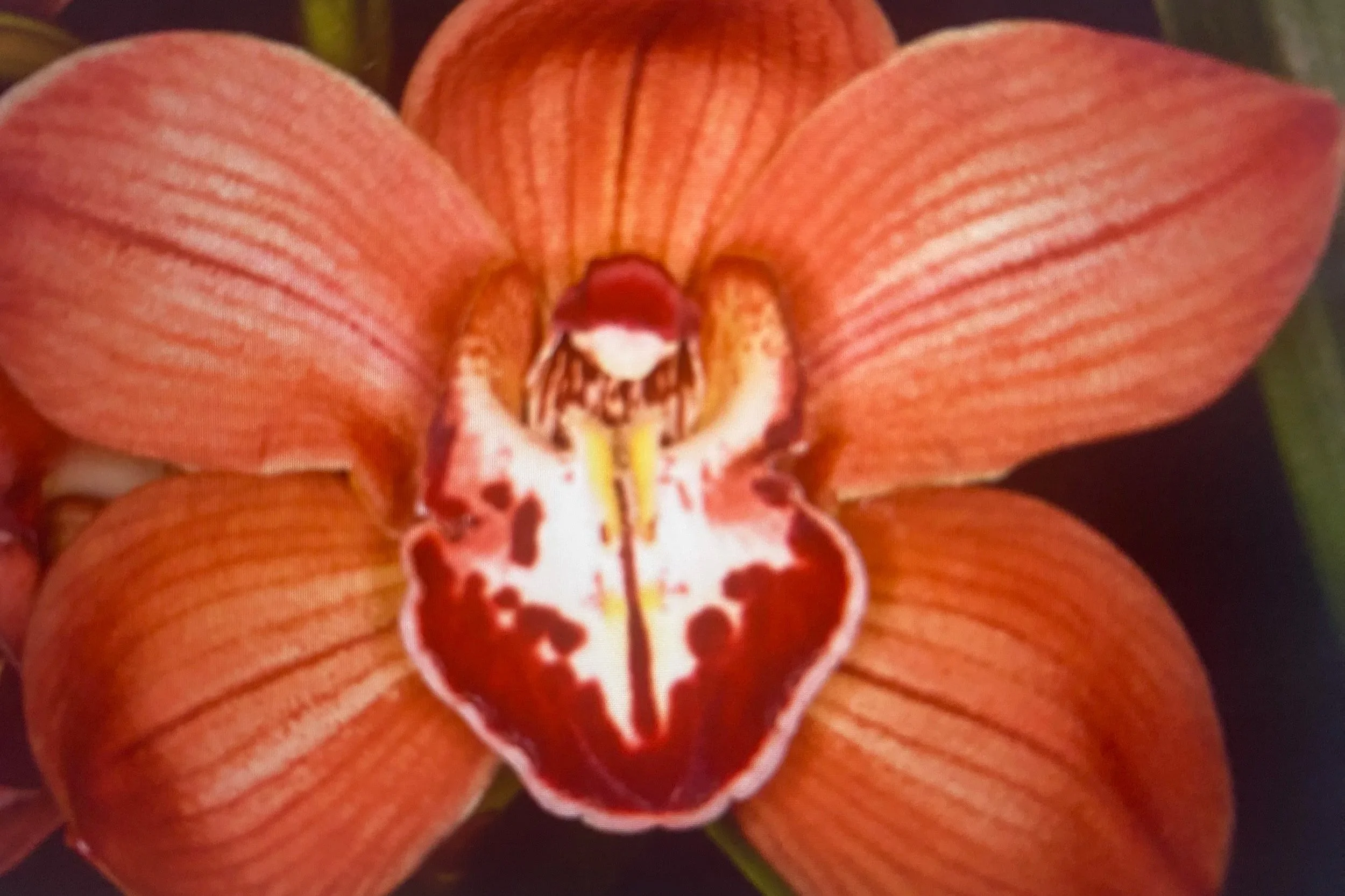 Cymbidium-Here-Comes-Sunshine-Tangerine-x-Red-Beauty-Prinses-Frederik-x-R46/04-Marie Bastir.jpg