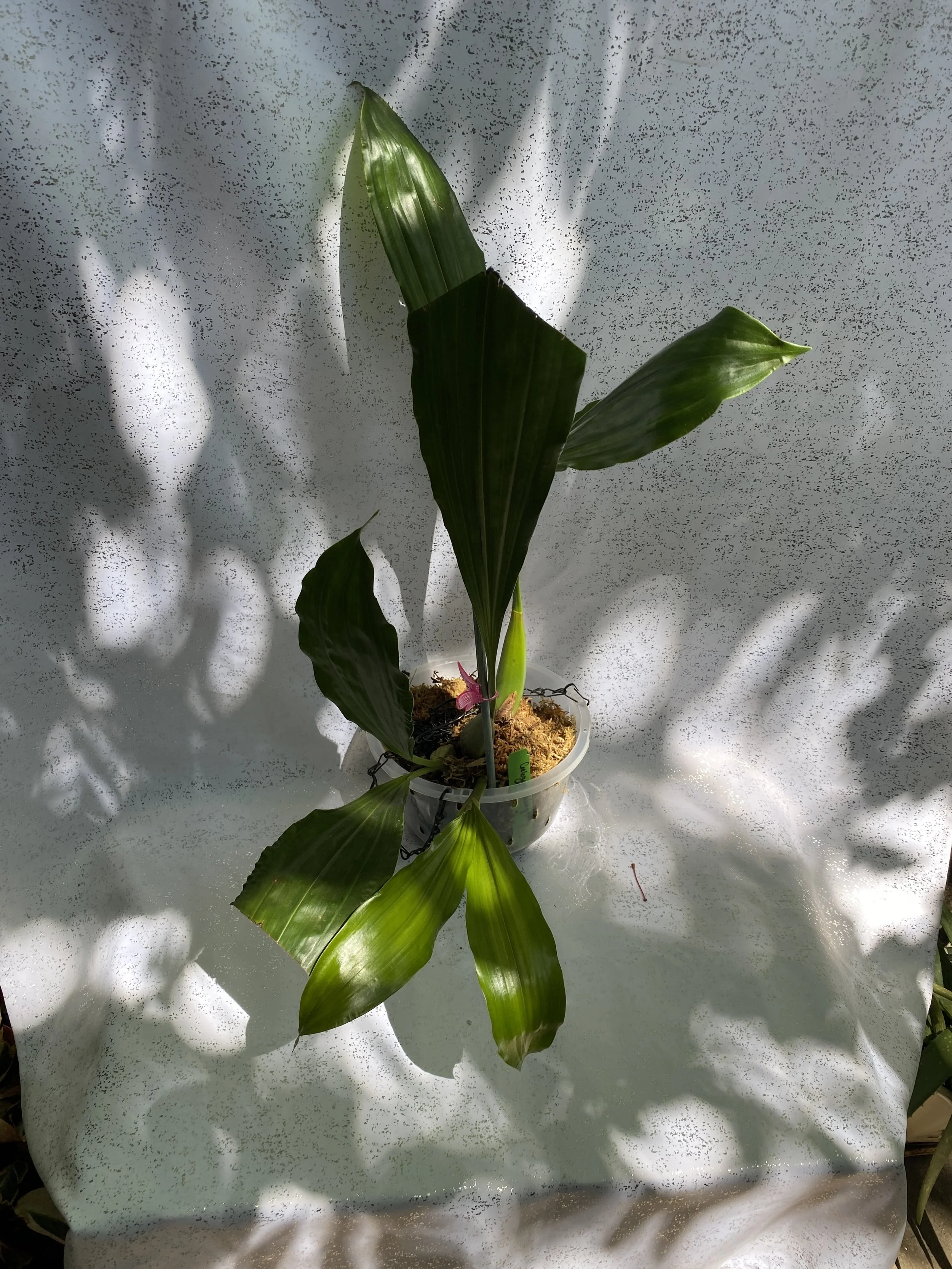 Coelogyne-massageana-with-white-and-silver-background.jpeg