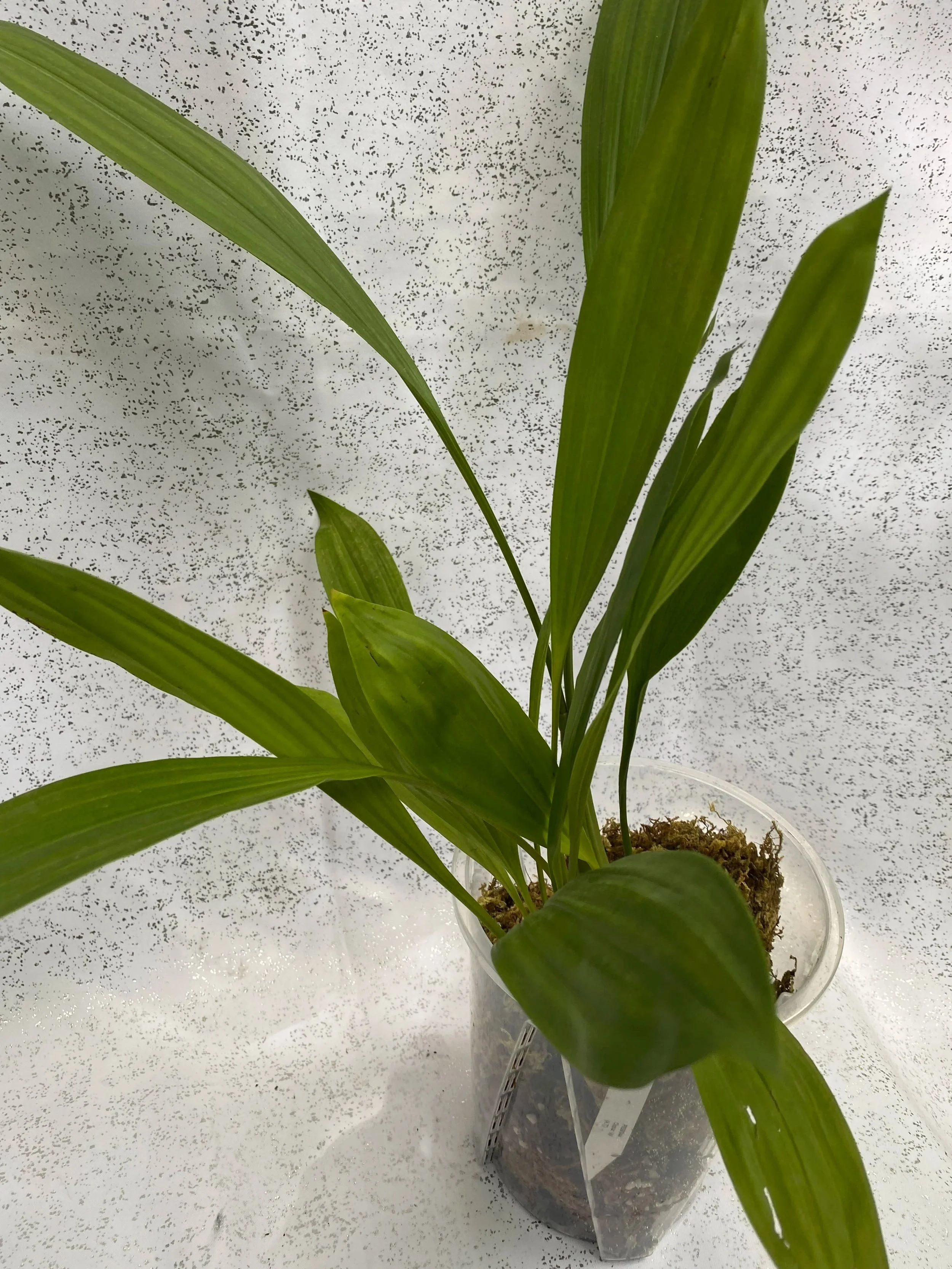 Coelogyne-peltastes-in-six-inch-pot.jpg