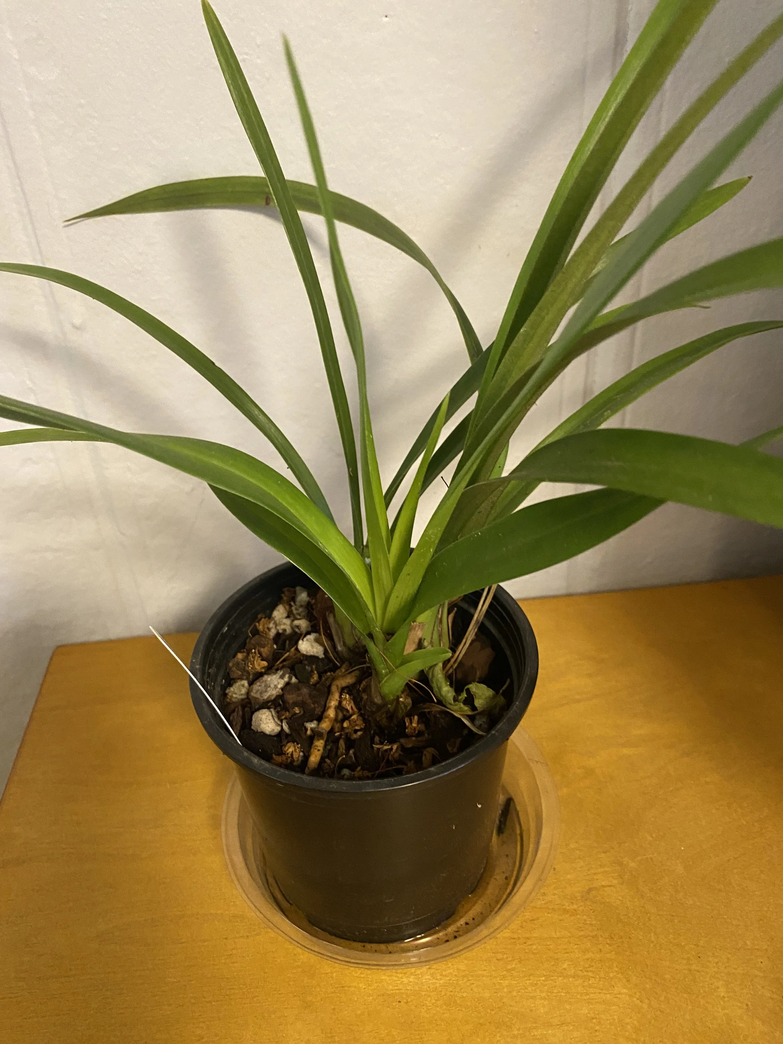 Cymbidium-Sweet-Vanessa-in-five-inch-pot.jpeg