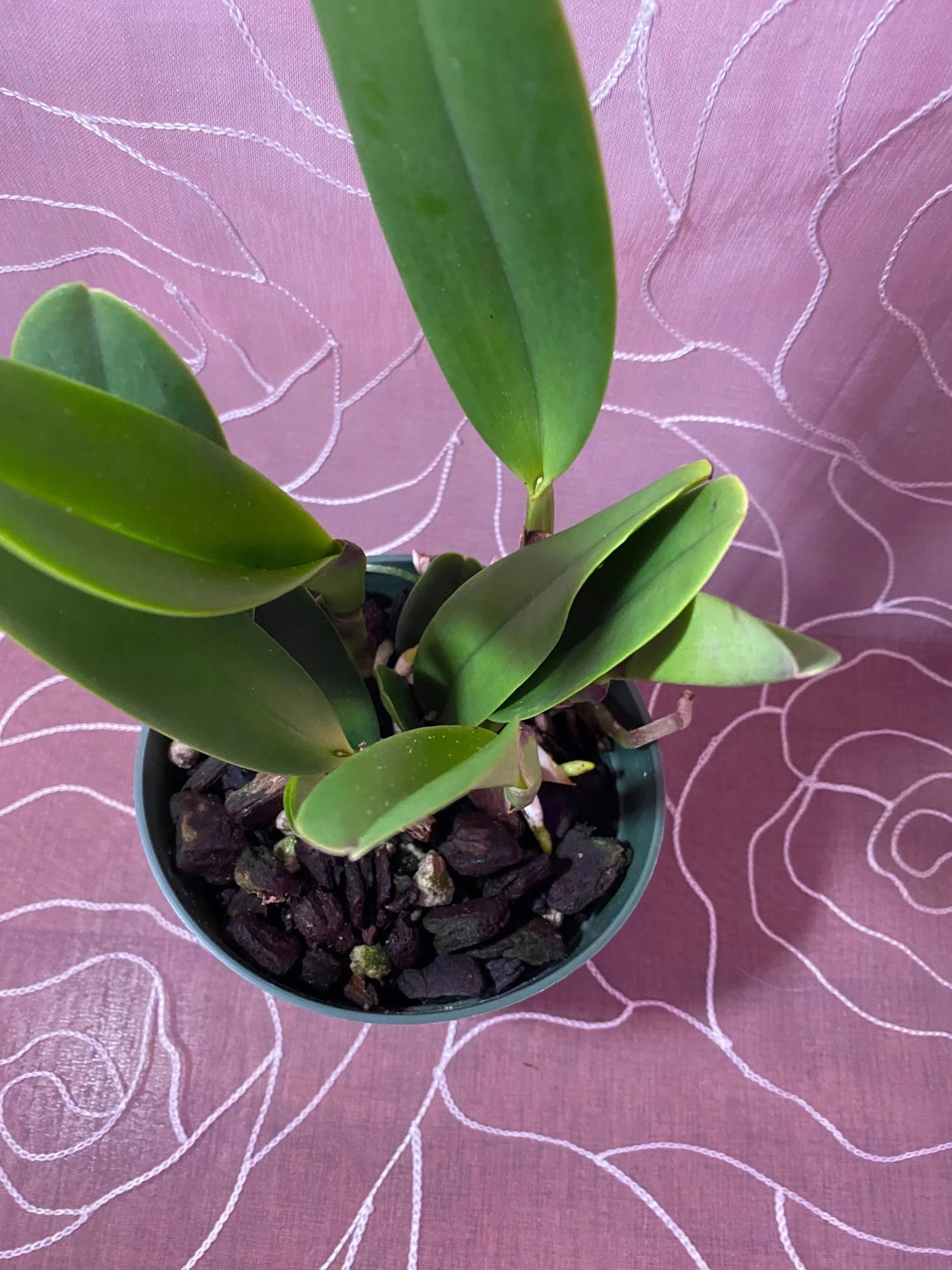 Rlc-Magic-Meadow-Napoleon-in-black-pot.jpg