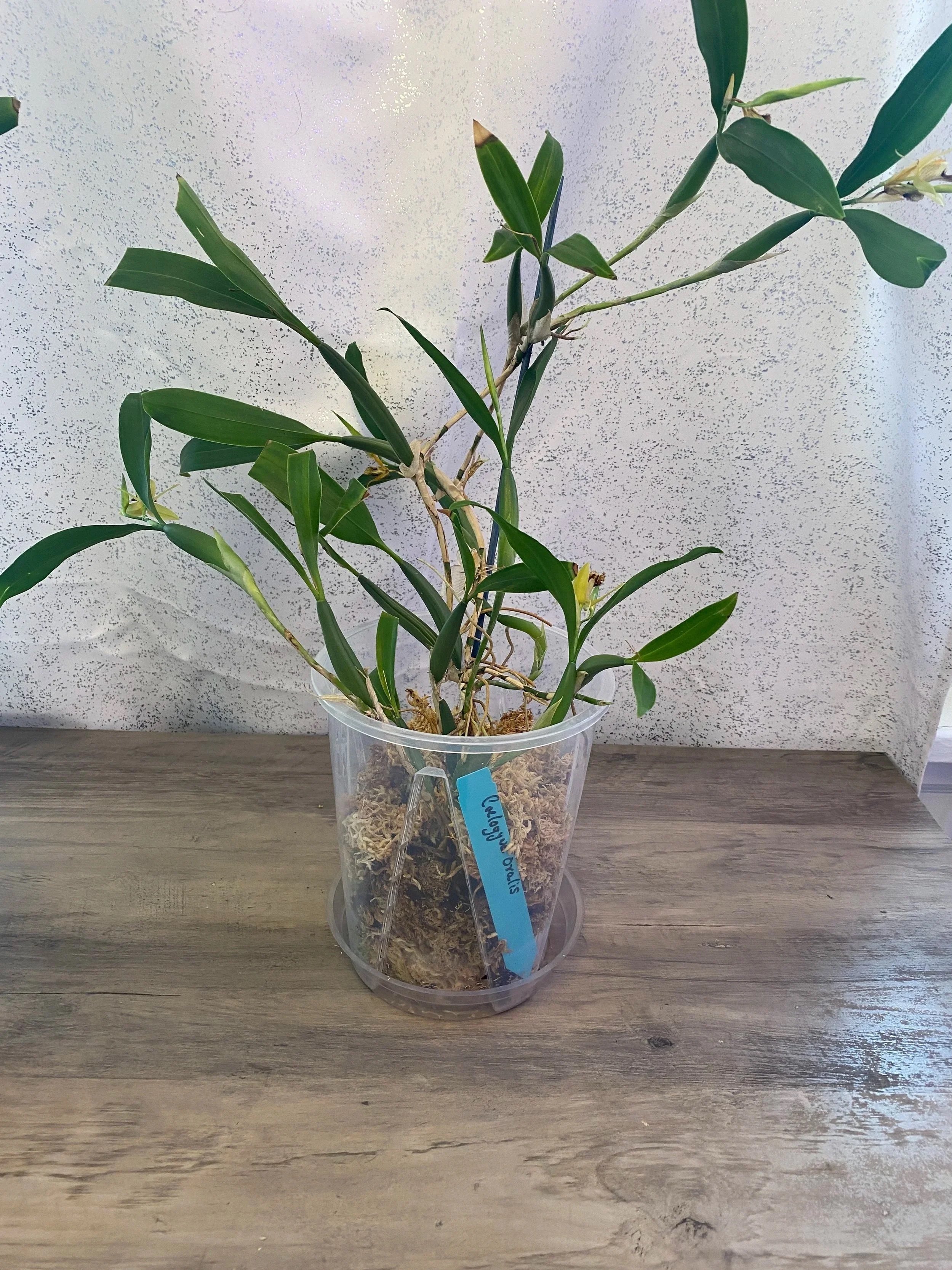 coelogyne-ovalis-in-six-inch-pot.jpg