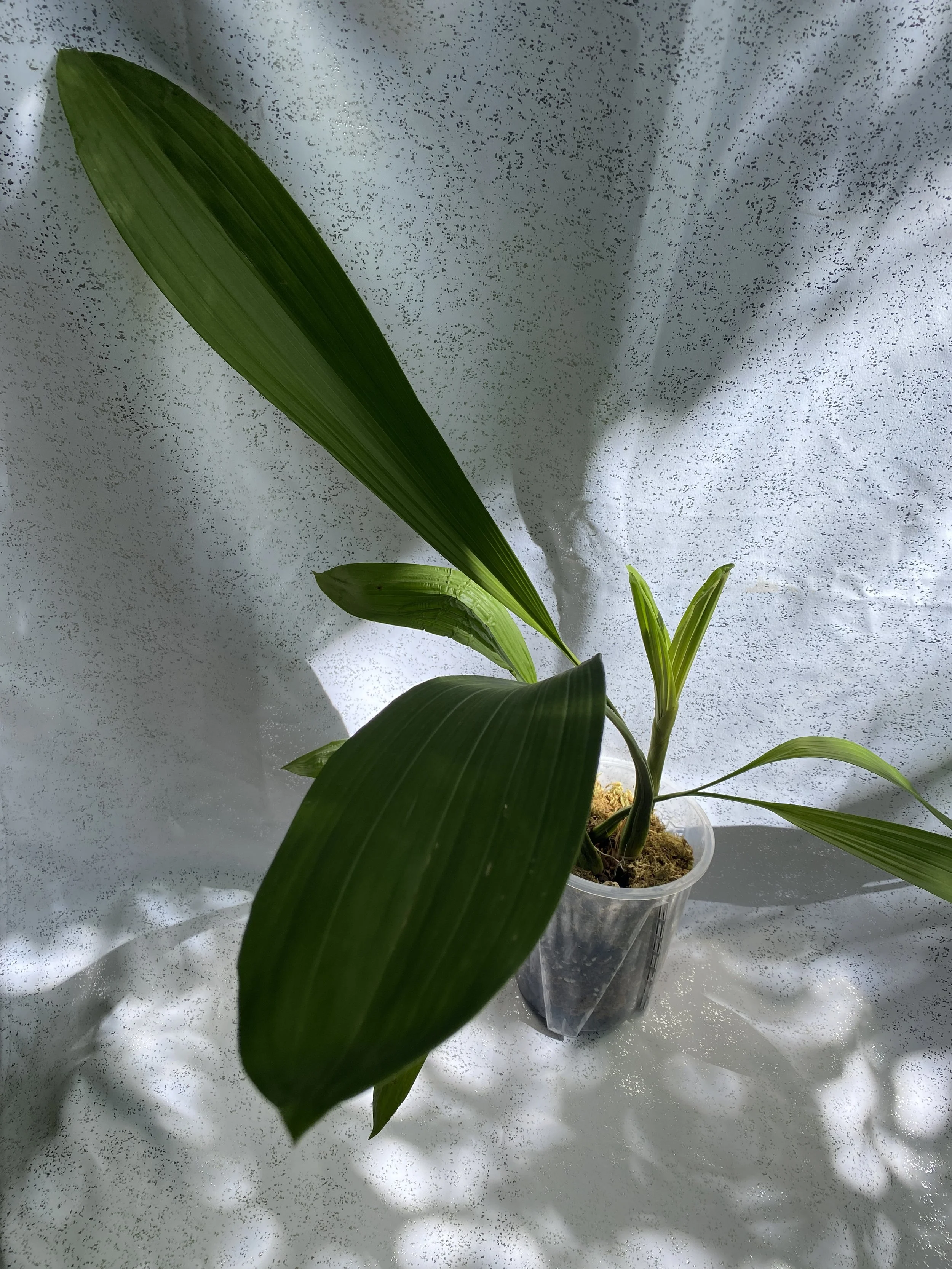 Coelogyne-Asperata-with-a-white-background.jpeg