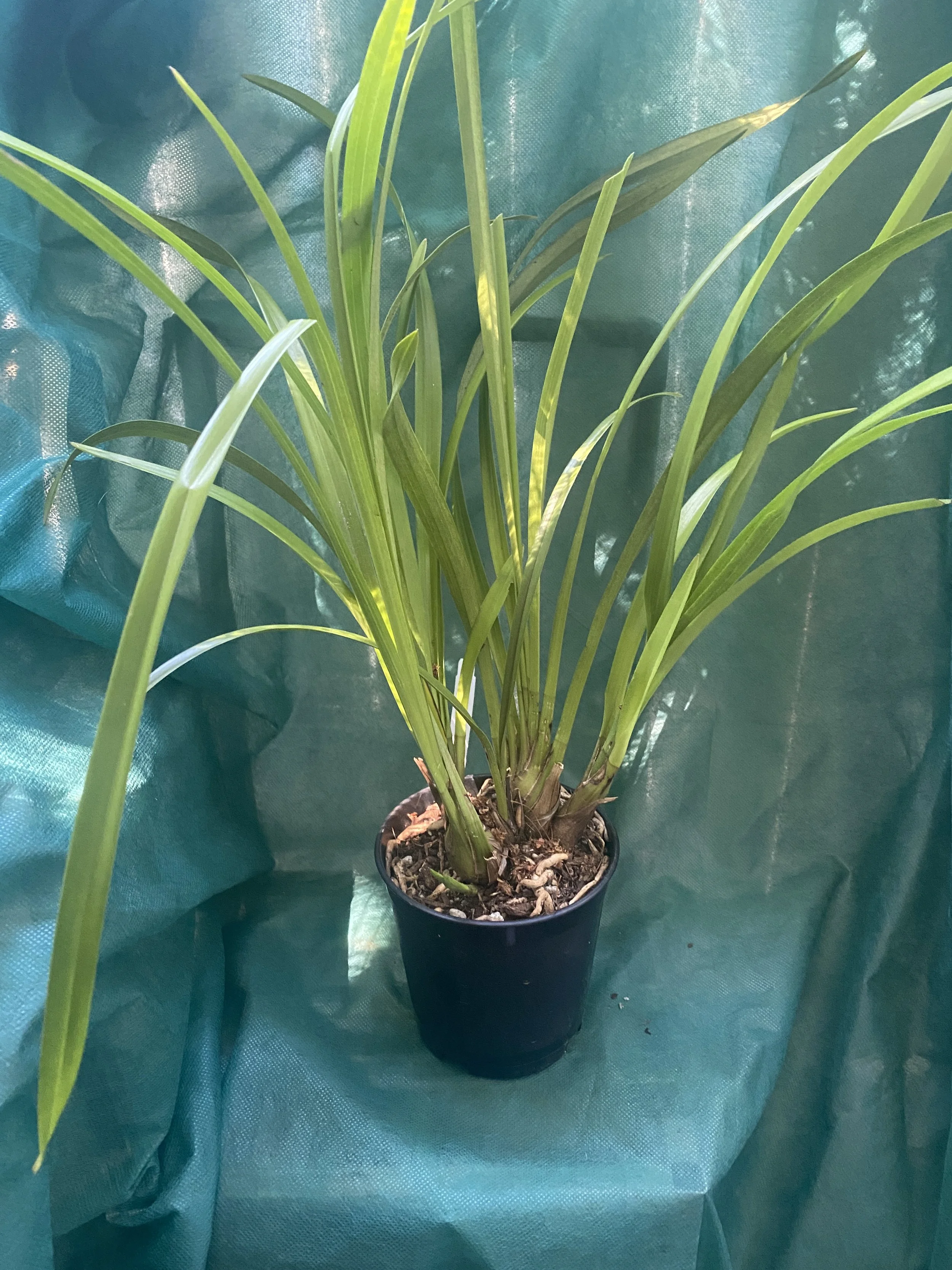 Cymbidium-Enzan-Forest-Majolica-standing-twenty-two-inches.jpeg