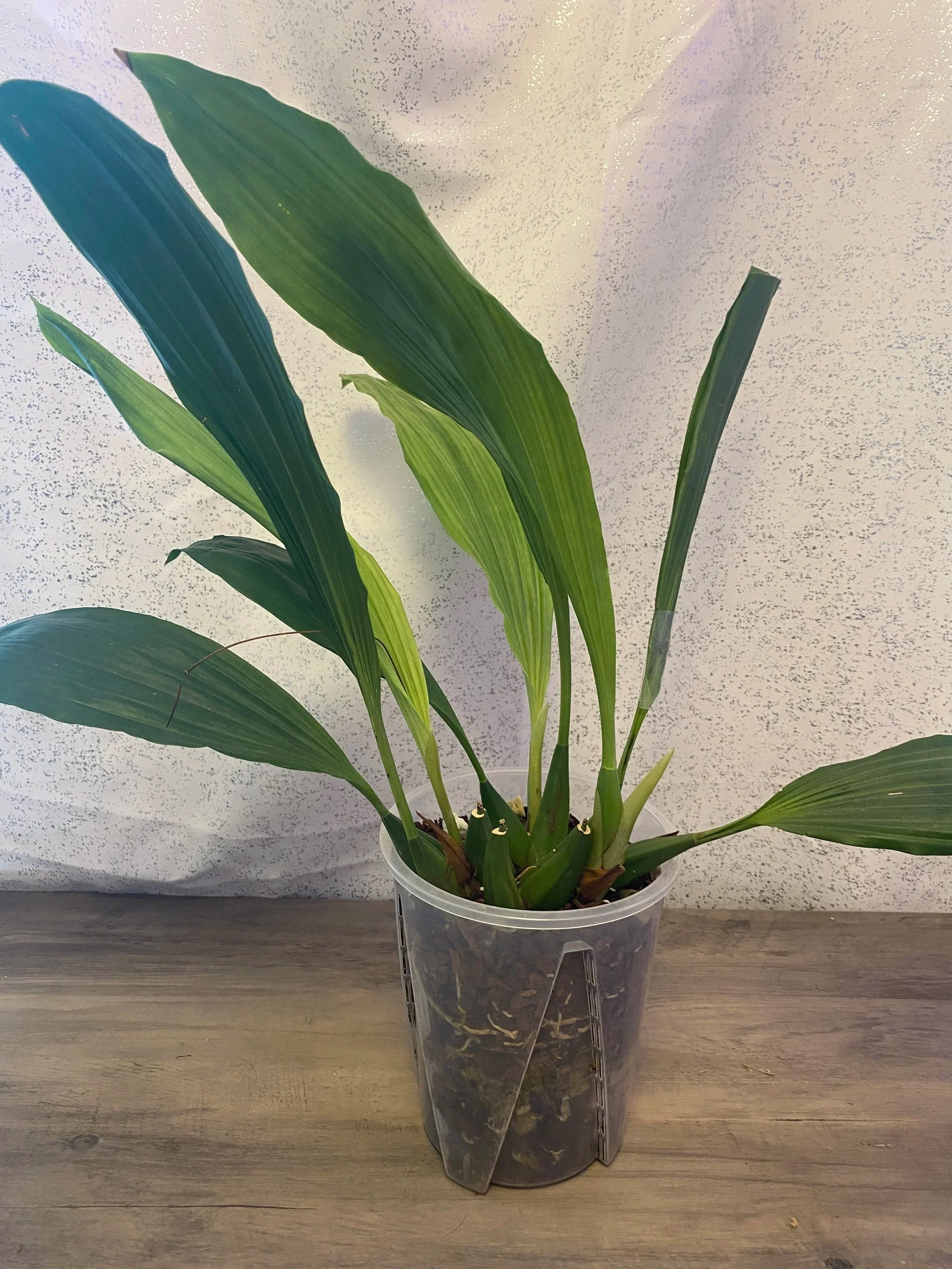 Coelogyne-speciosa-in-six-inch-pot.jpg