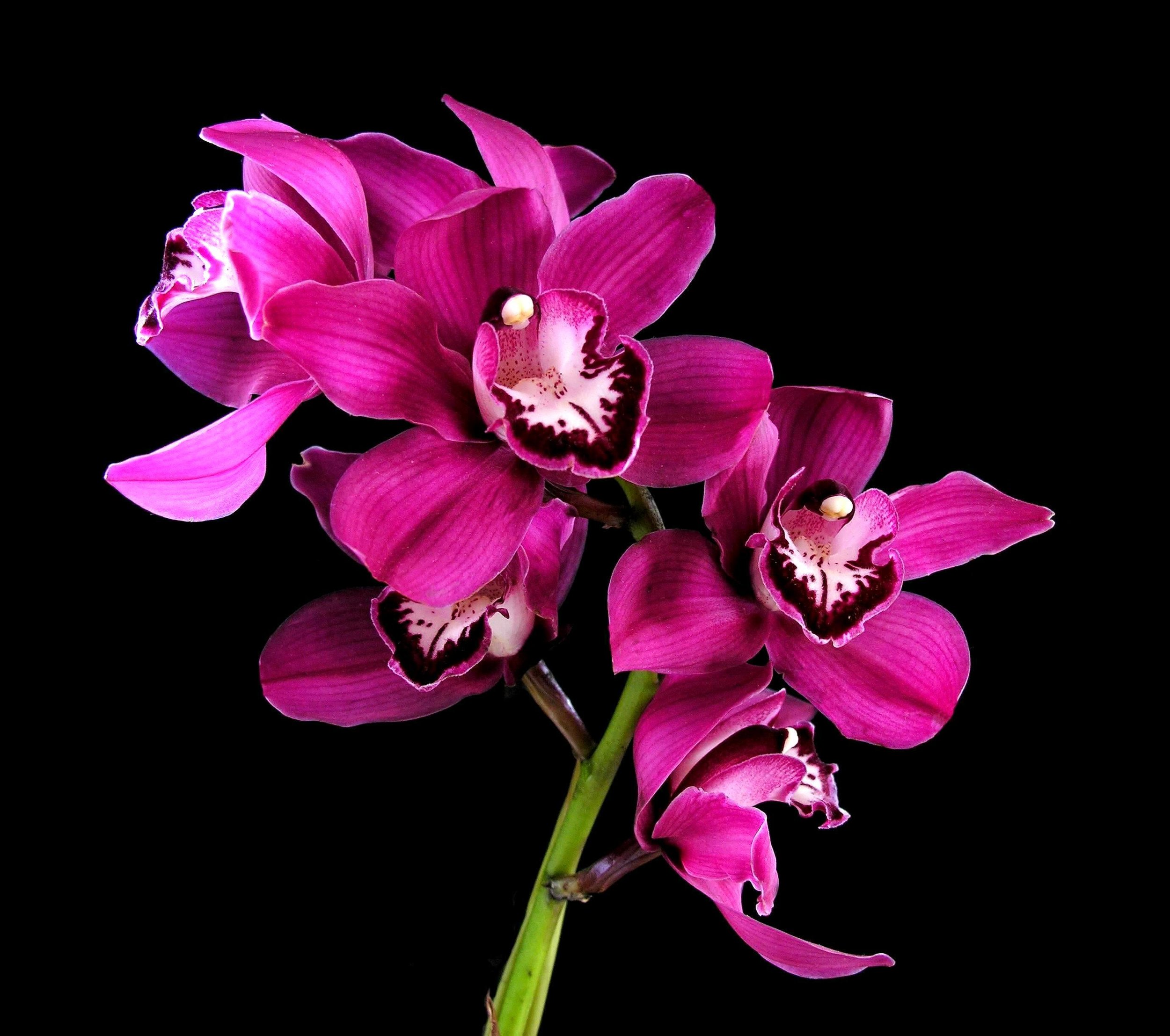 Cymbidium Black Forest 'Dark Spirit' HCC/AOS x Elderberry Wine ‘Rose'