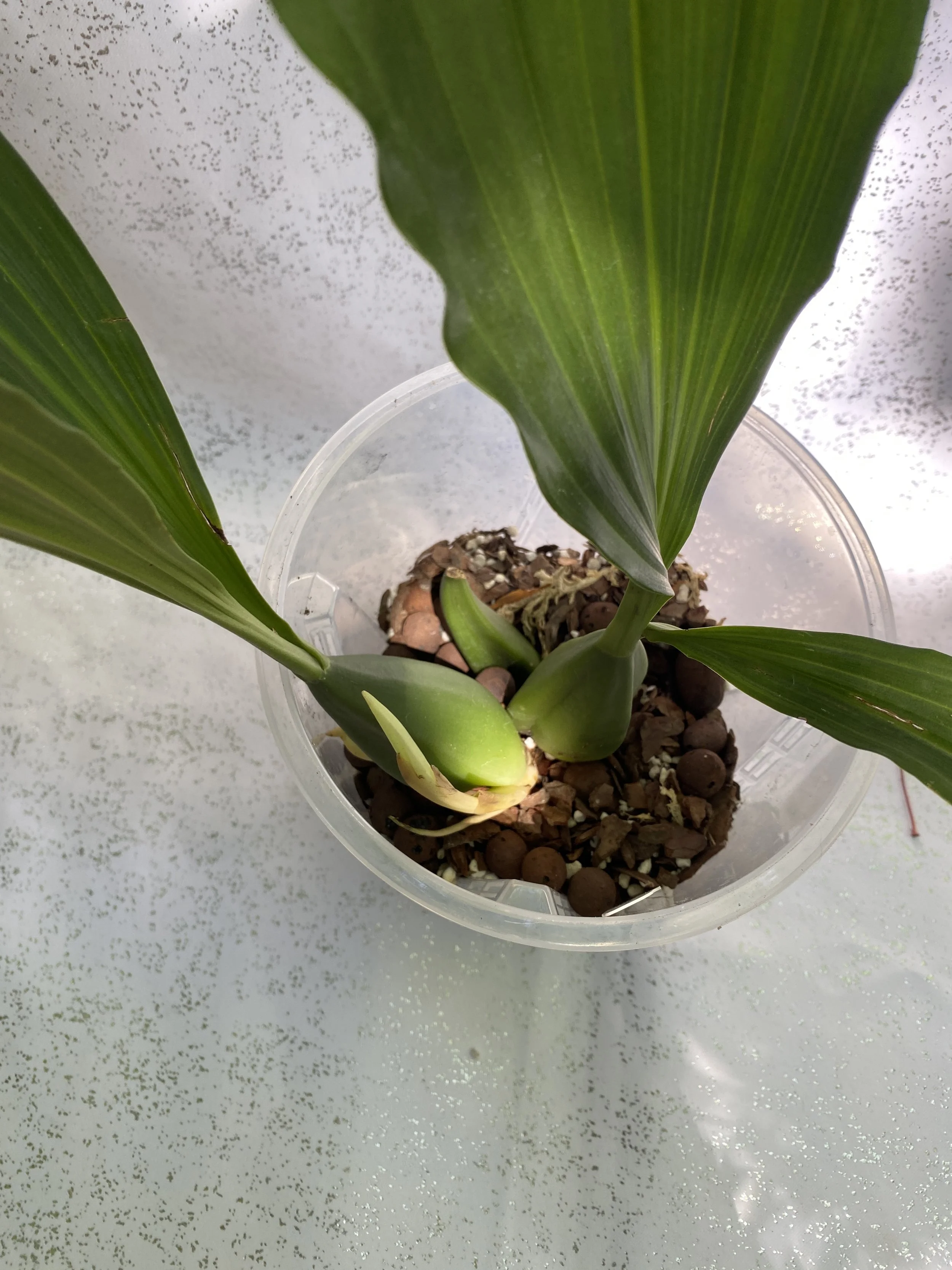 coelogyne-speciosa-with-white-background-and-silver-dots.jpeg