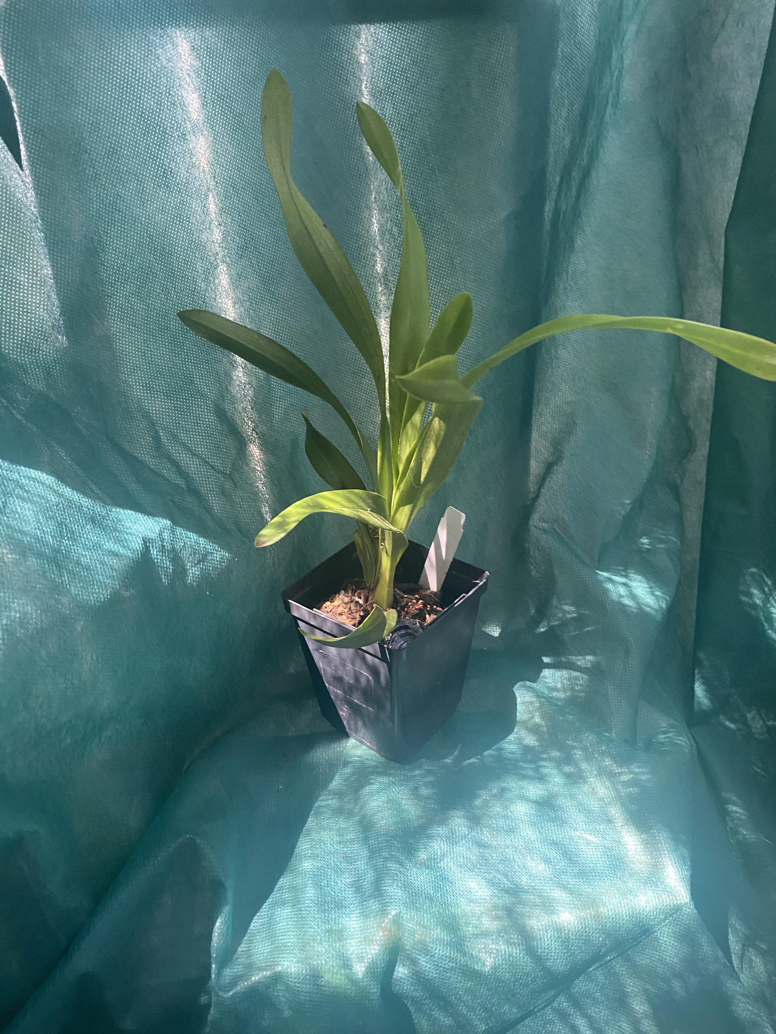 Cymbidium-Cali-Night-Black-Shower-four-inch-pot.jpeg