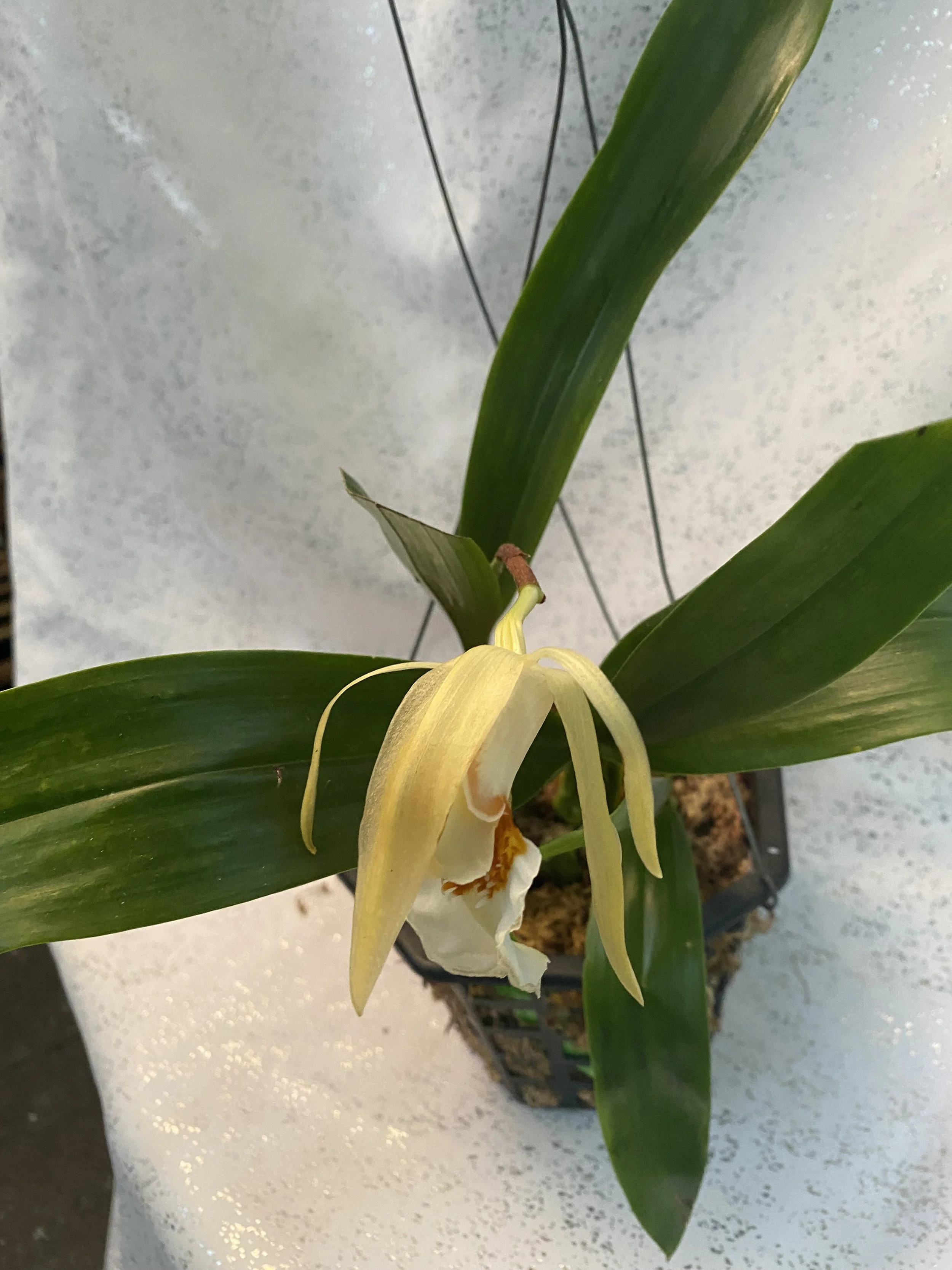 Coelogyne-lawrenceana-in-four-inch-pot.jpeg