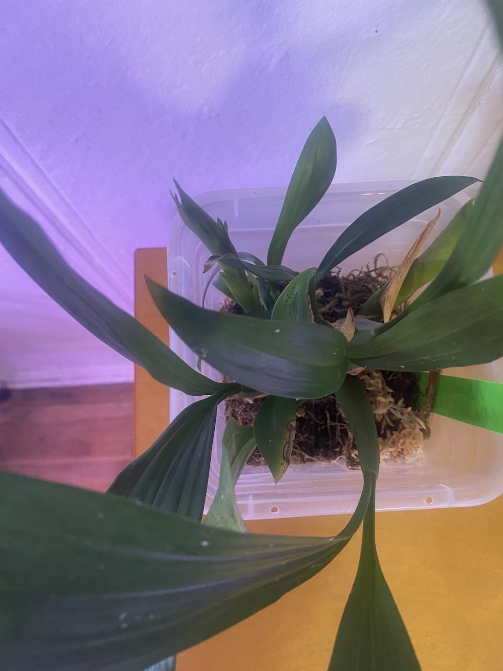 Coelogyne-Asperata-standing-.JPG