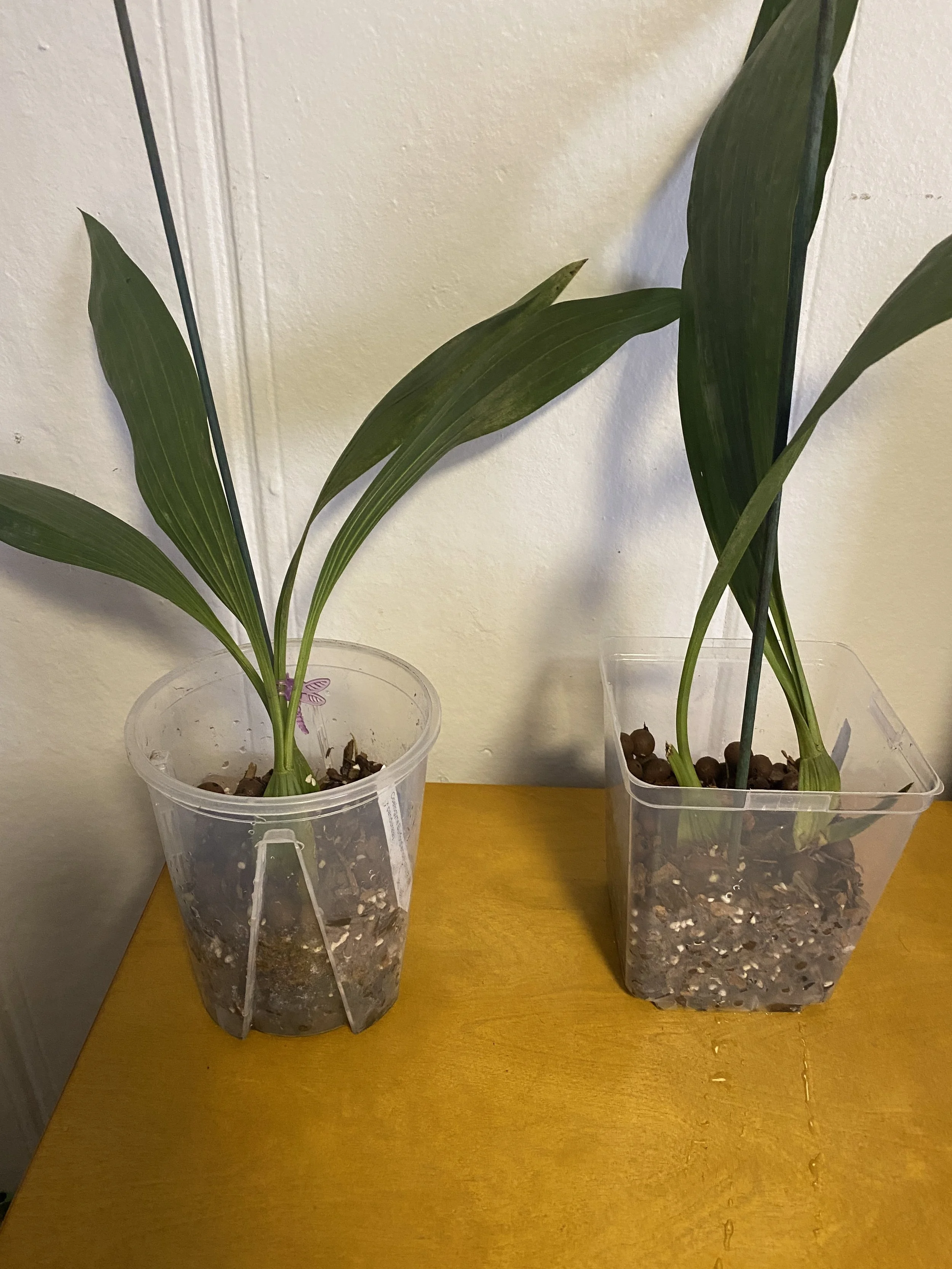 Coelogyne-pandurata-standing-twenty-two-inches.jpeg