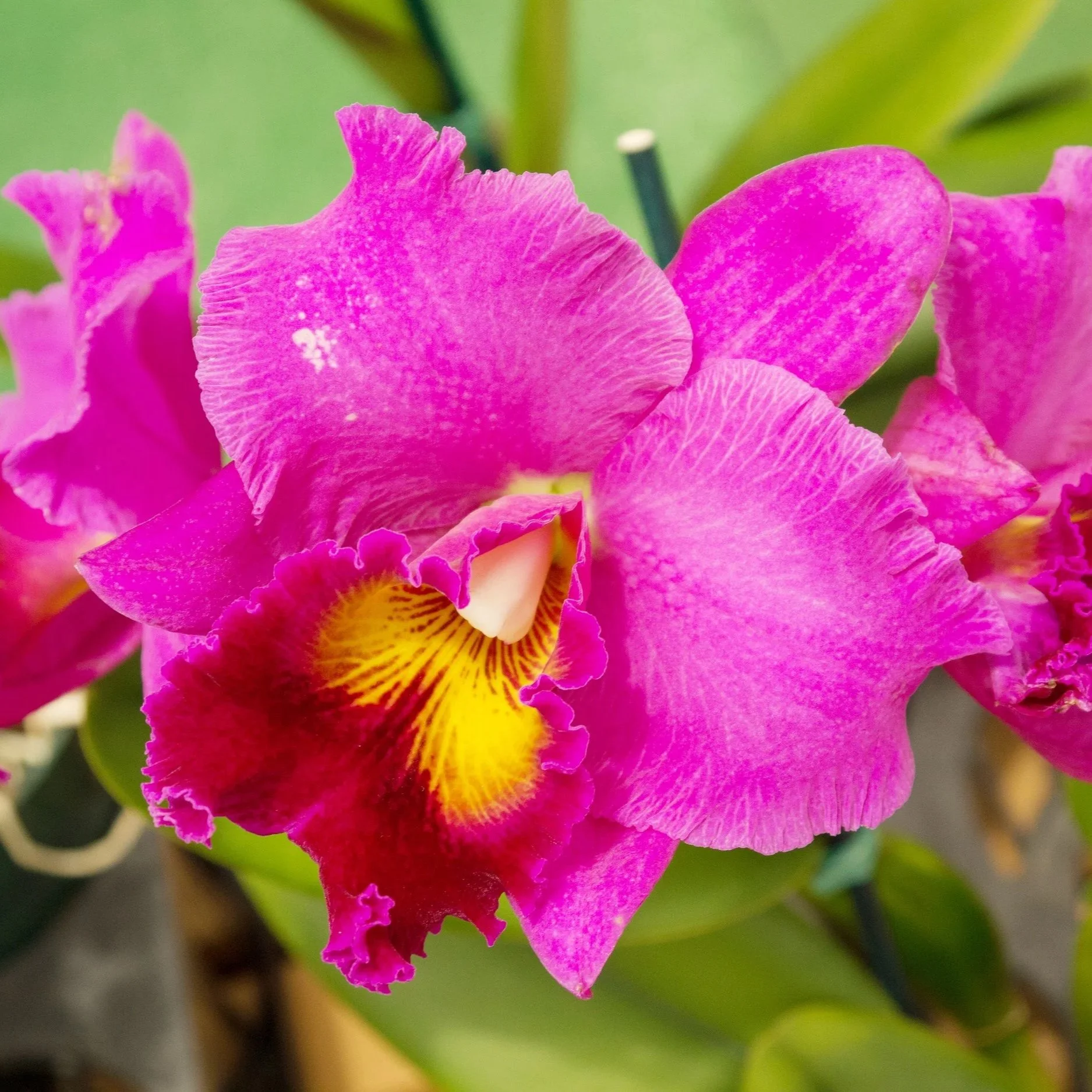 rlc-hsinying-rouge-c-h-#6-large-pink-bloom-red-lip-with yellow-highlights.jpg