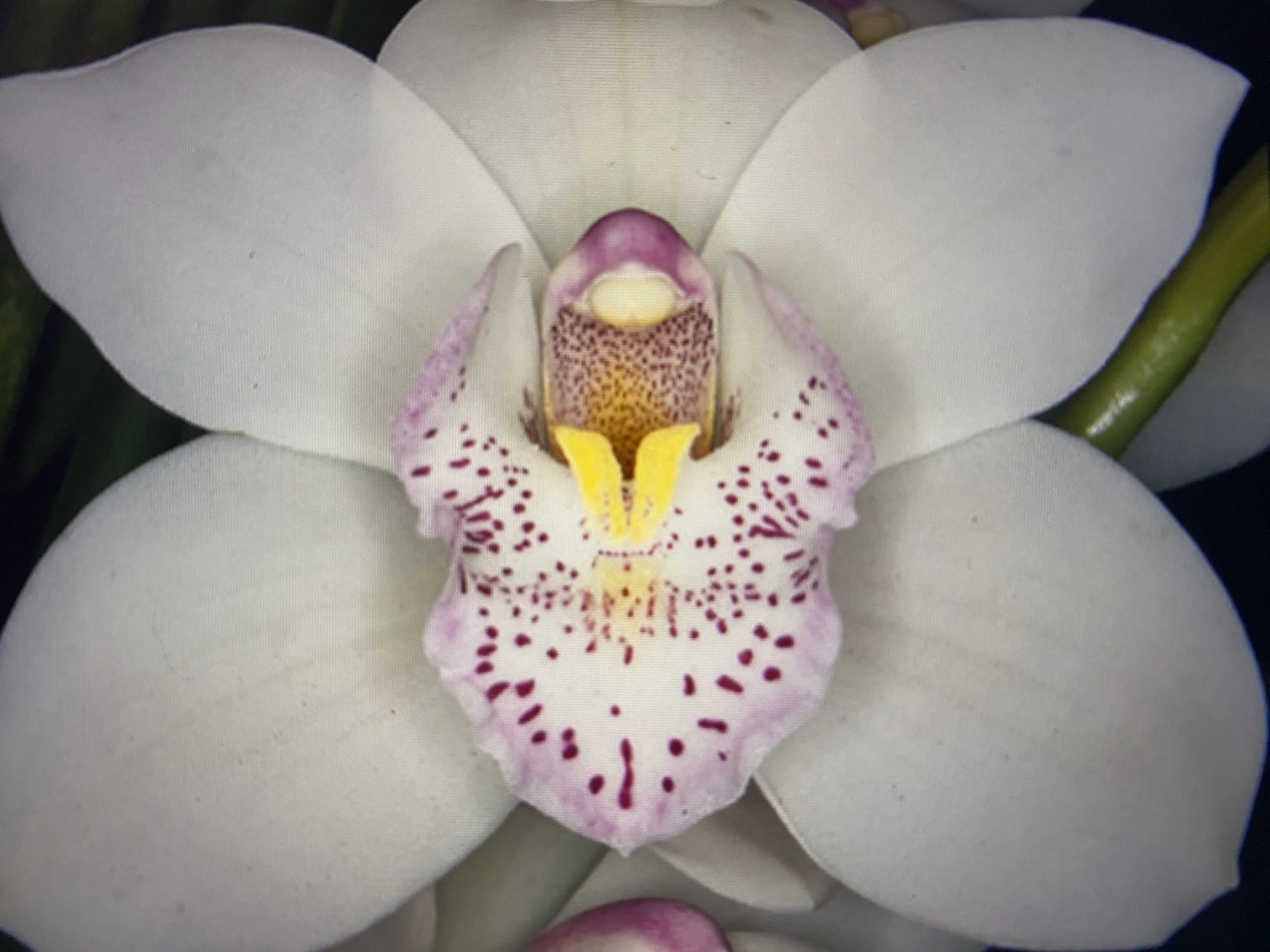 Cymbidium Balkis Nevada x Devonshire Cream