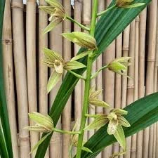 Grcym. Lovely Melody 'Pixar' (5.5"