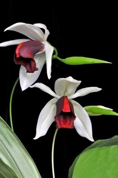 coelogyne-usitana-with-white-blooms-and-red-lip.jpg