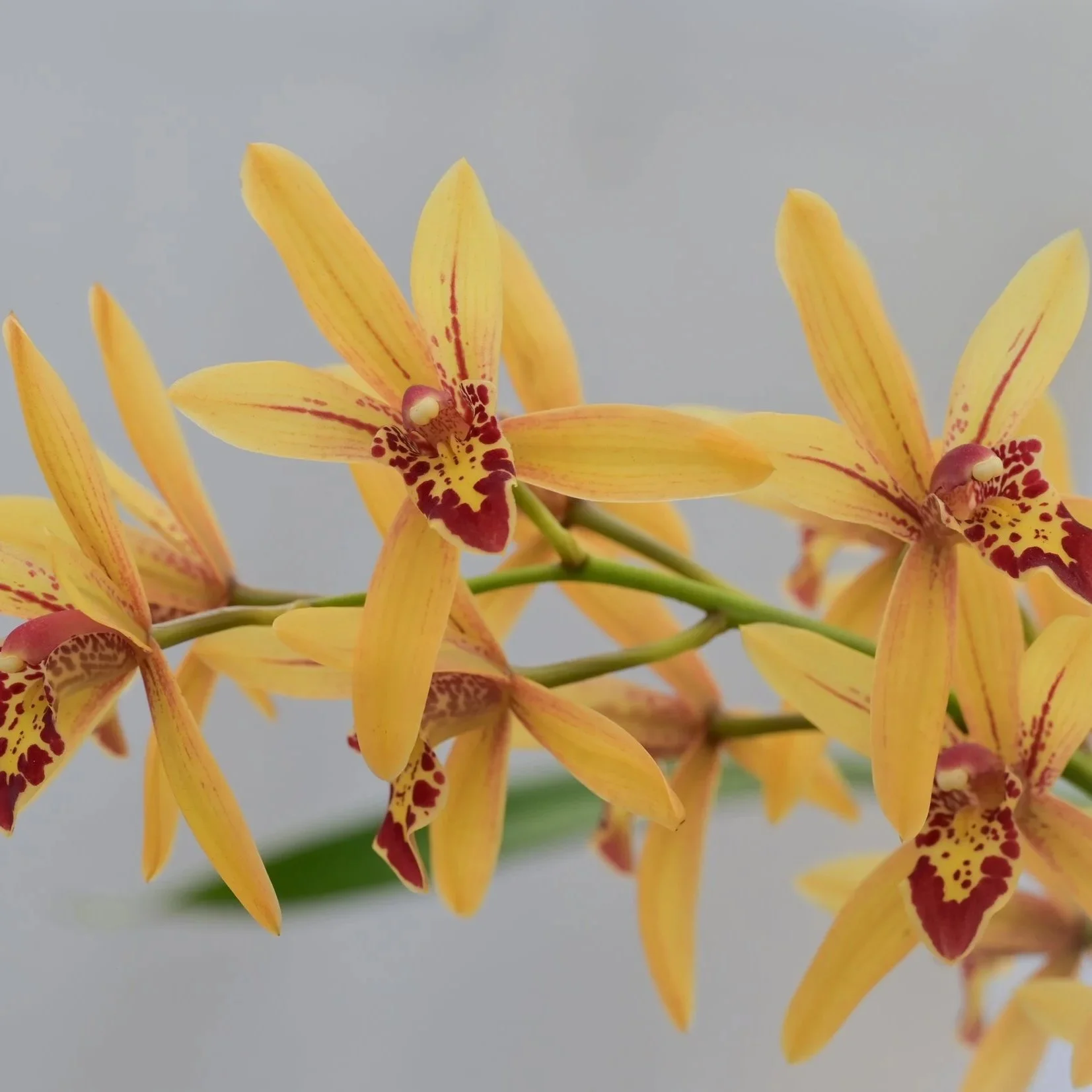 Cymbidium Prakai-Dao 'Orion".jpg