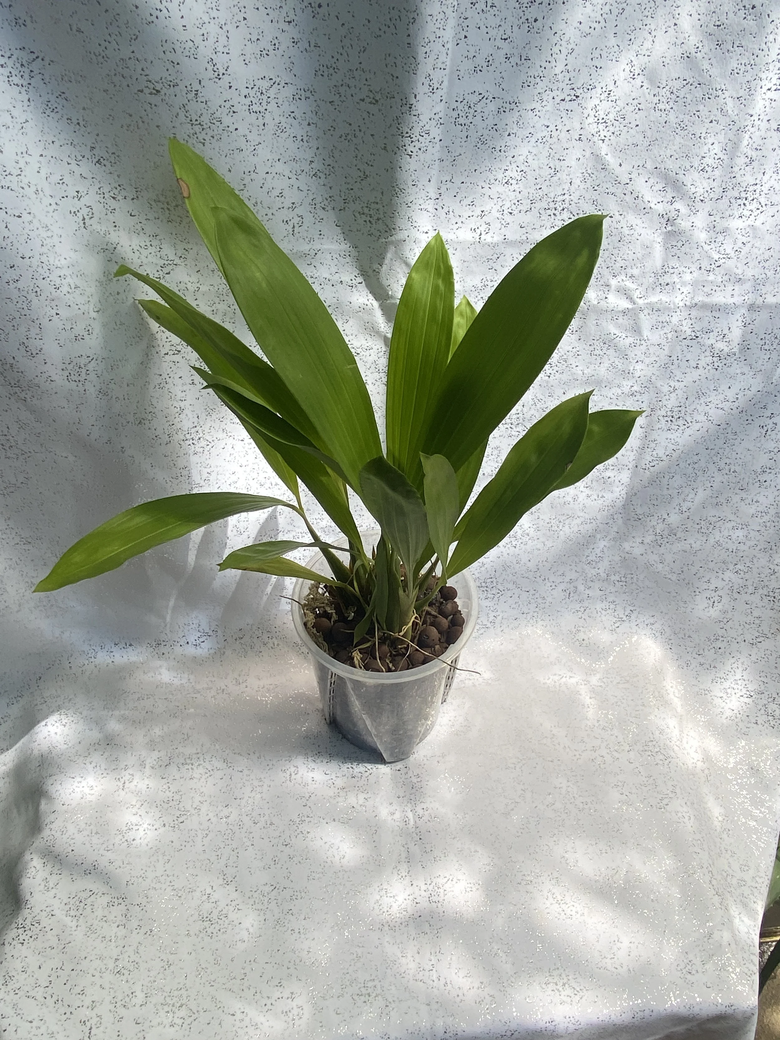 Coelogyne-Pulverula-six-inch-pot-twenty-two-inches.jpeg