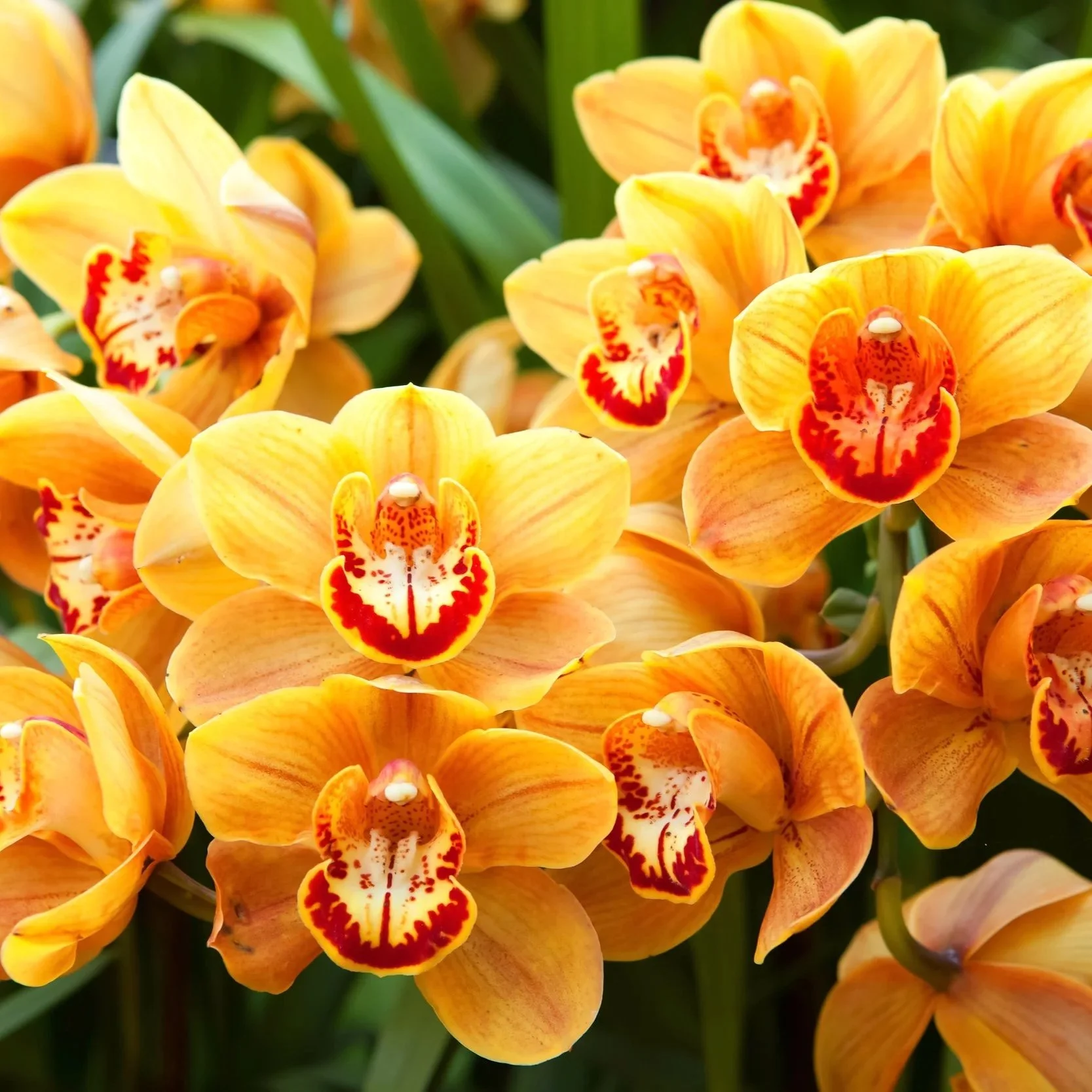 Cymbidium-Enzan-Shining-Royal-Flame.jpg