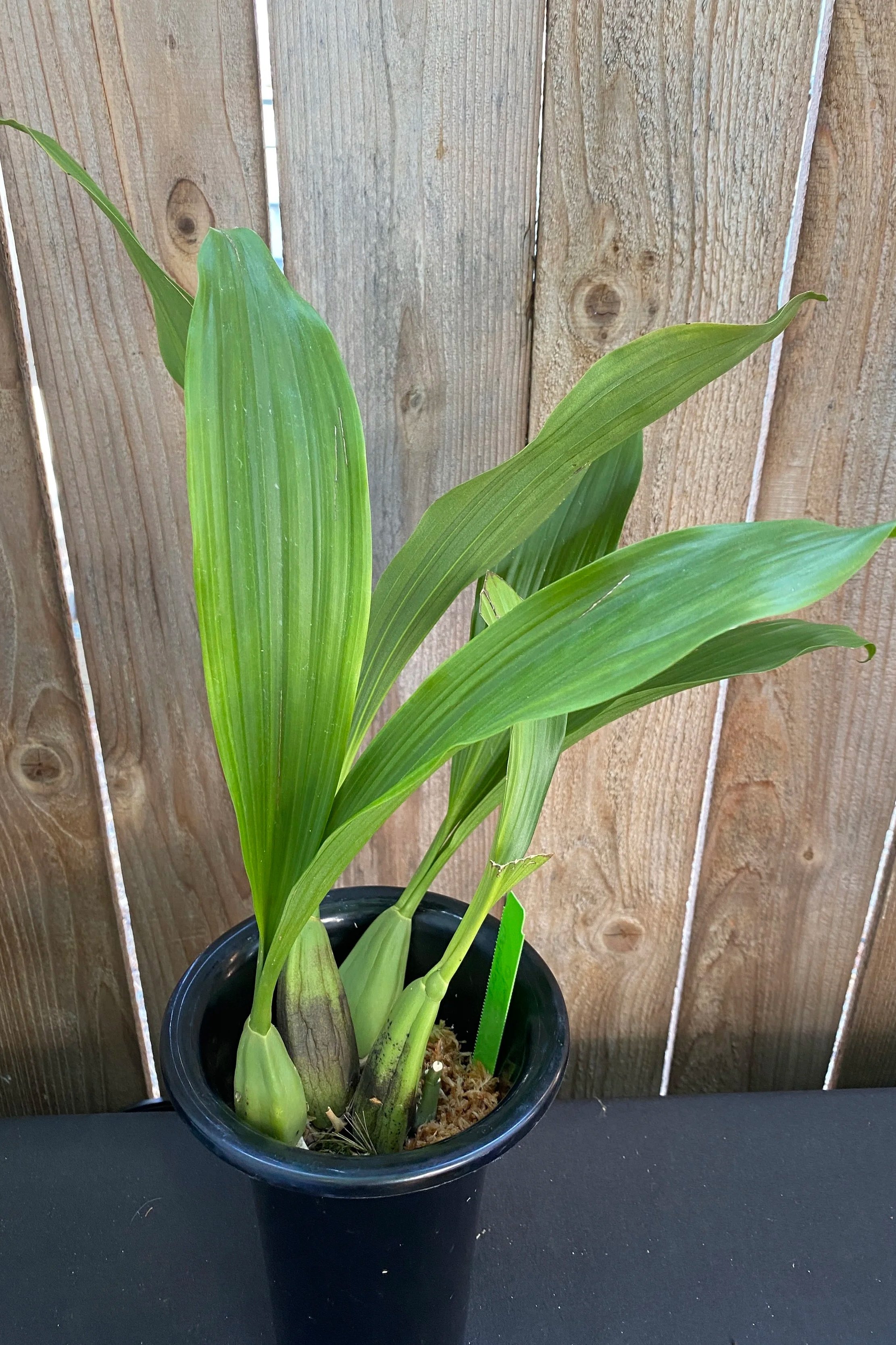 coelogyne-beccarii-standing twenty-two-inches-tall.jpg