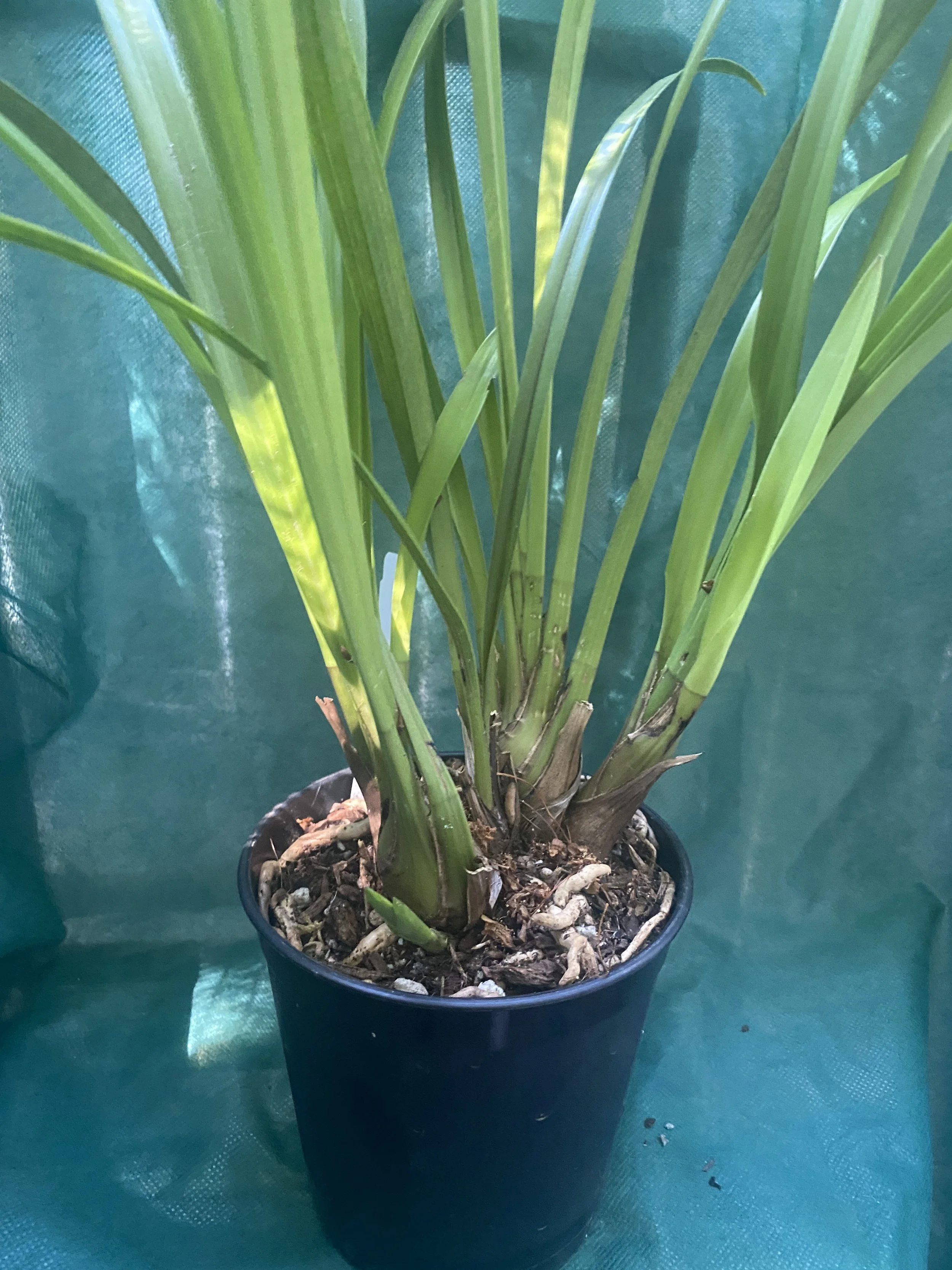 Cymbidium-Enzan-Forest-in-six-inch-pot.jpeg