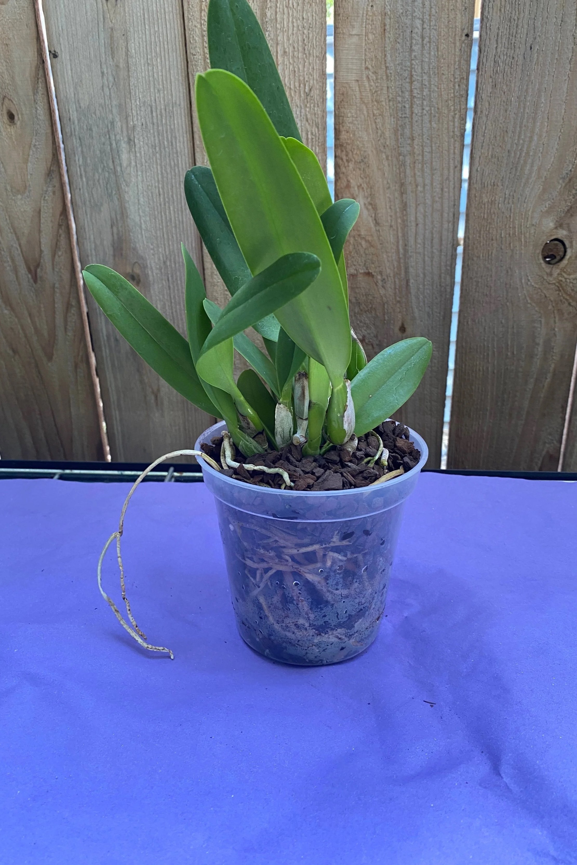 rlc-volcano-empress-volcano-queen-in-five-inch-pot-with-wooden-fence-behind-the-orchid.jpg