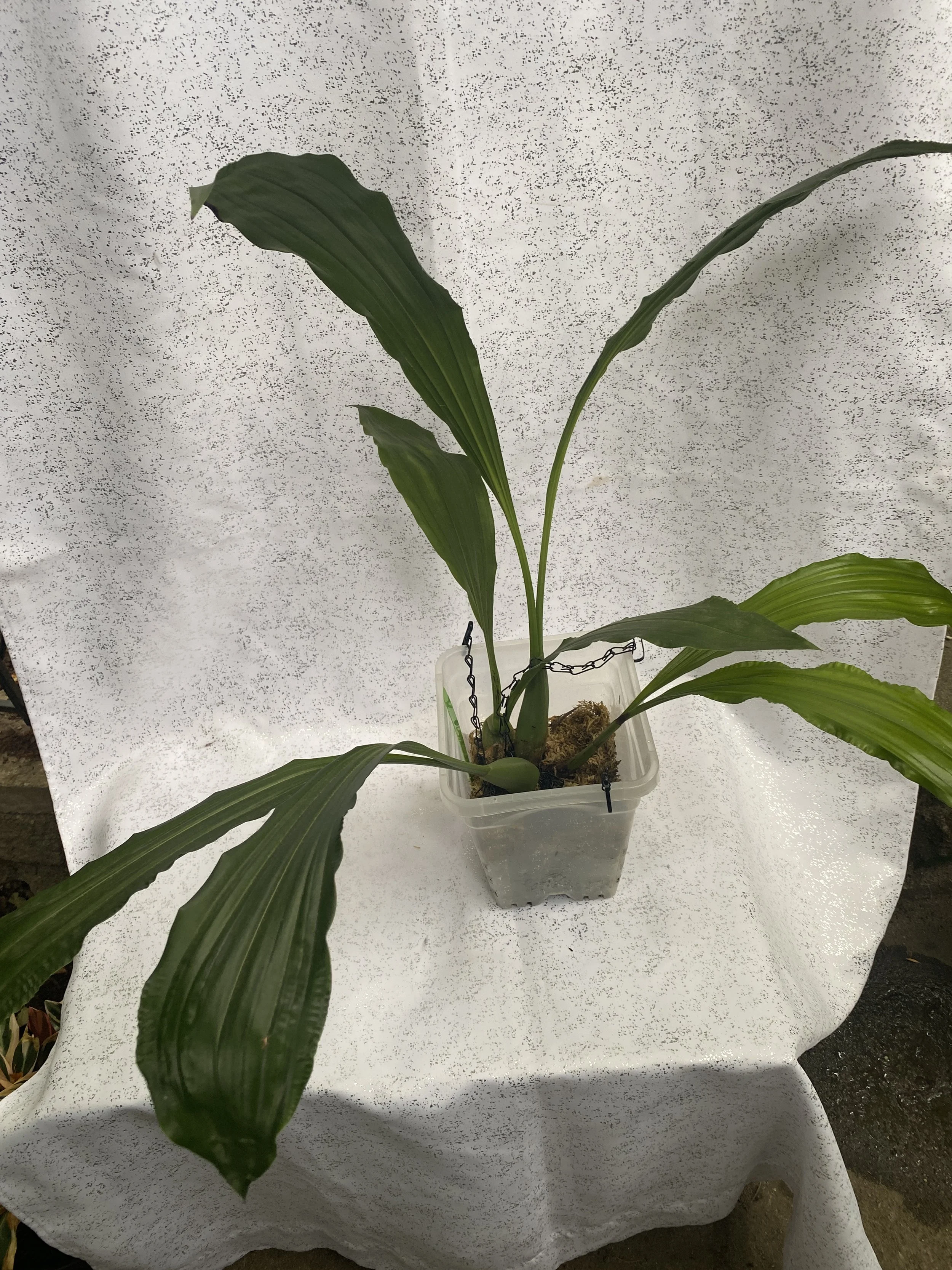Coelogyne-massageana-six-inch-pot2.jpeg