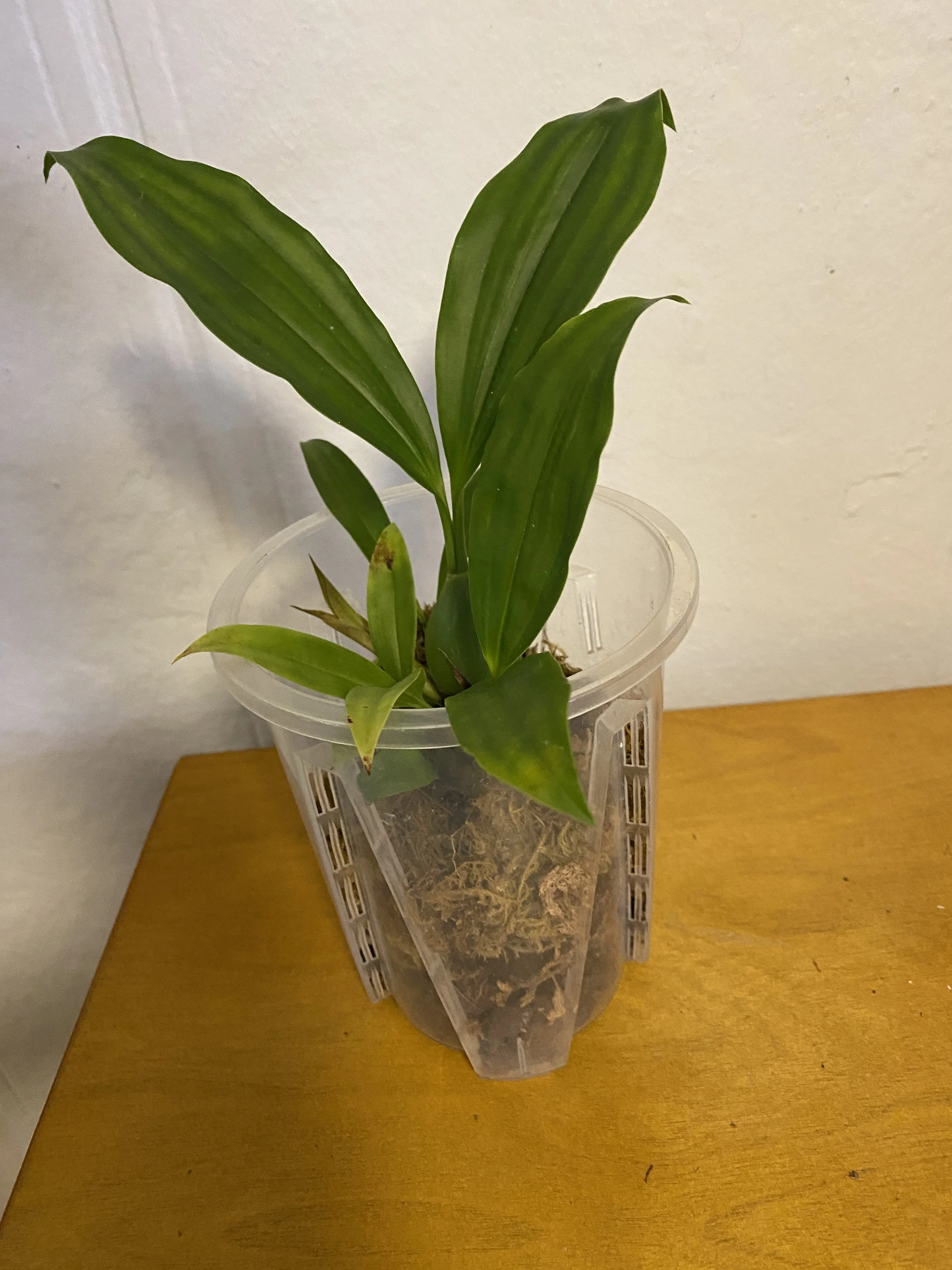 Coelogyne-tomentosa-on-wooden-table.jpeg.jpeg