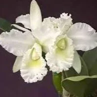 Rlc. Wendy Tanaka 'Volcano Queen'.jpg