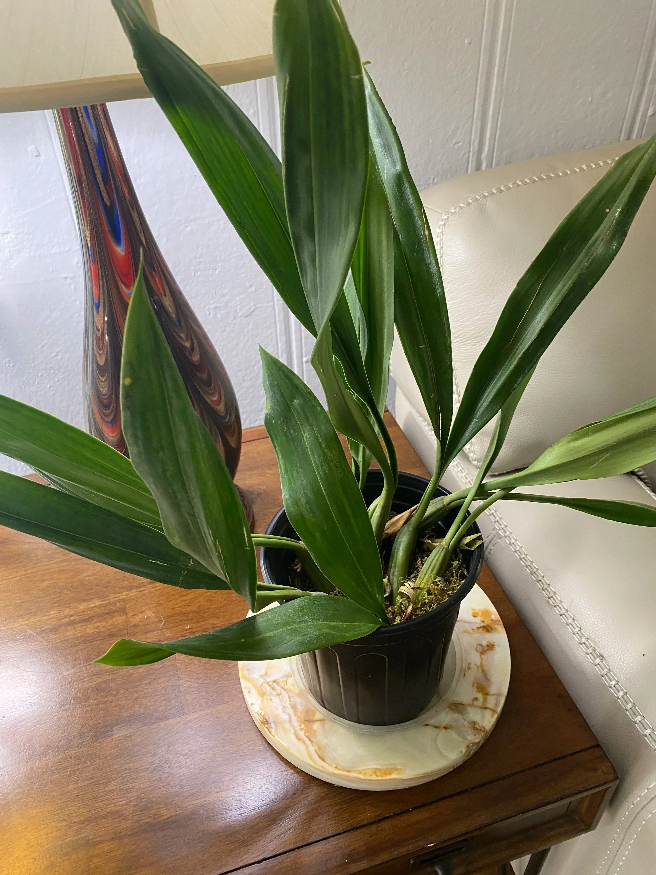 Jannine-Banks-"Snow-White"-six-inch-pot.jpg
