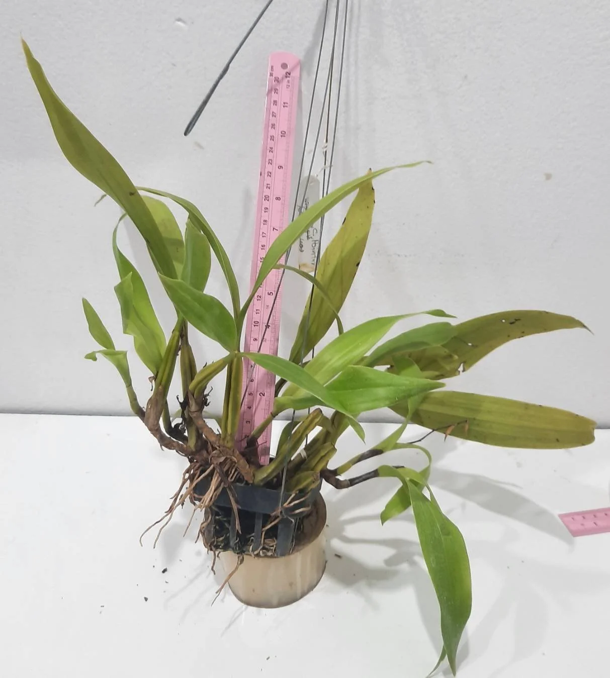 Coelogyne- lentiginose.jpg