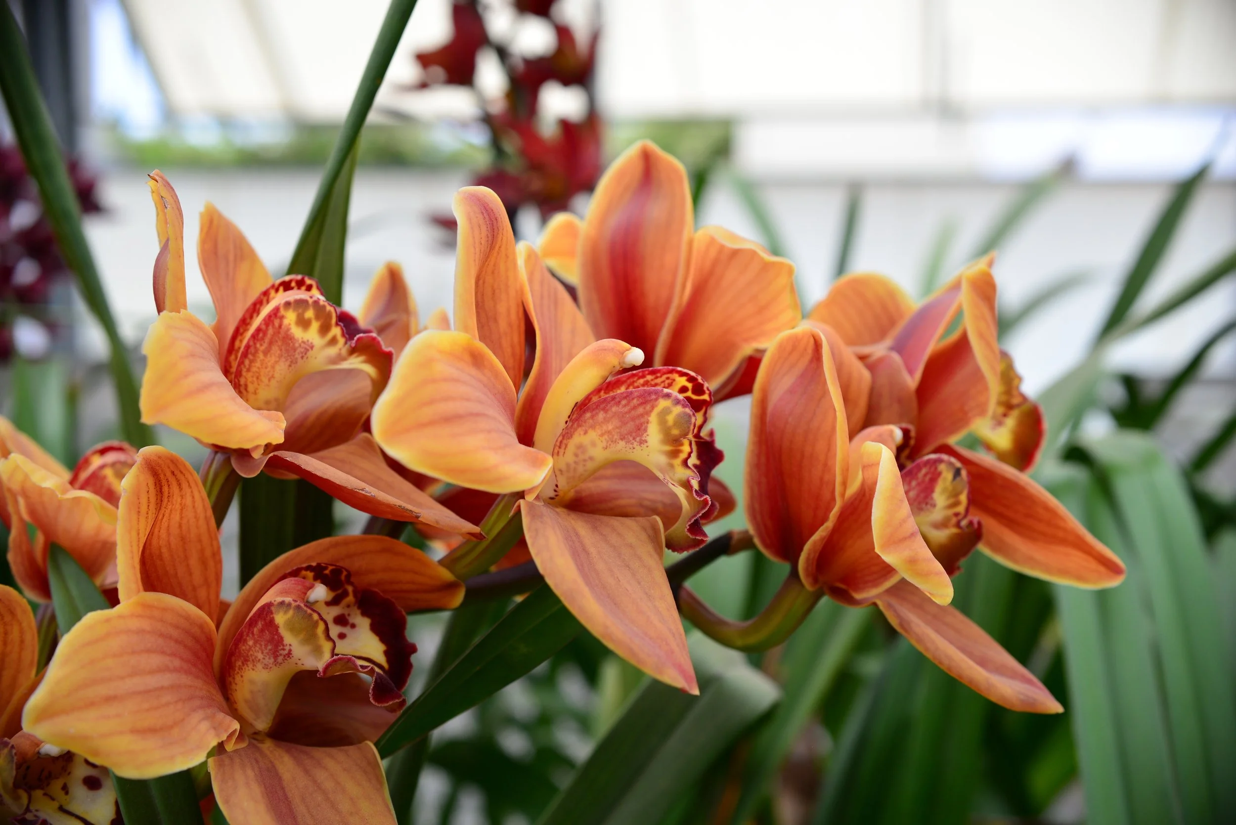 Cymbidium Enzan Forest Majolica Mini