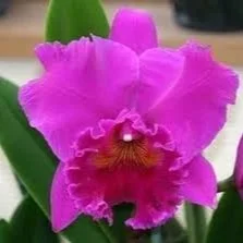 Rlc. Haruko Kanzaki 'Volcano Queen'