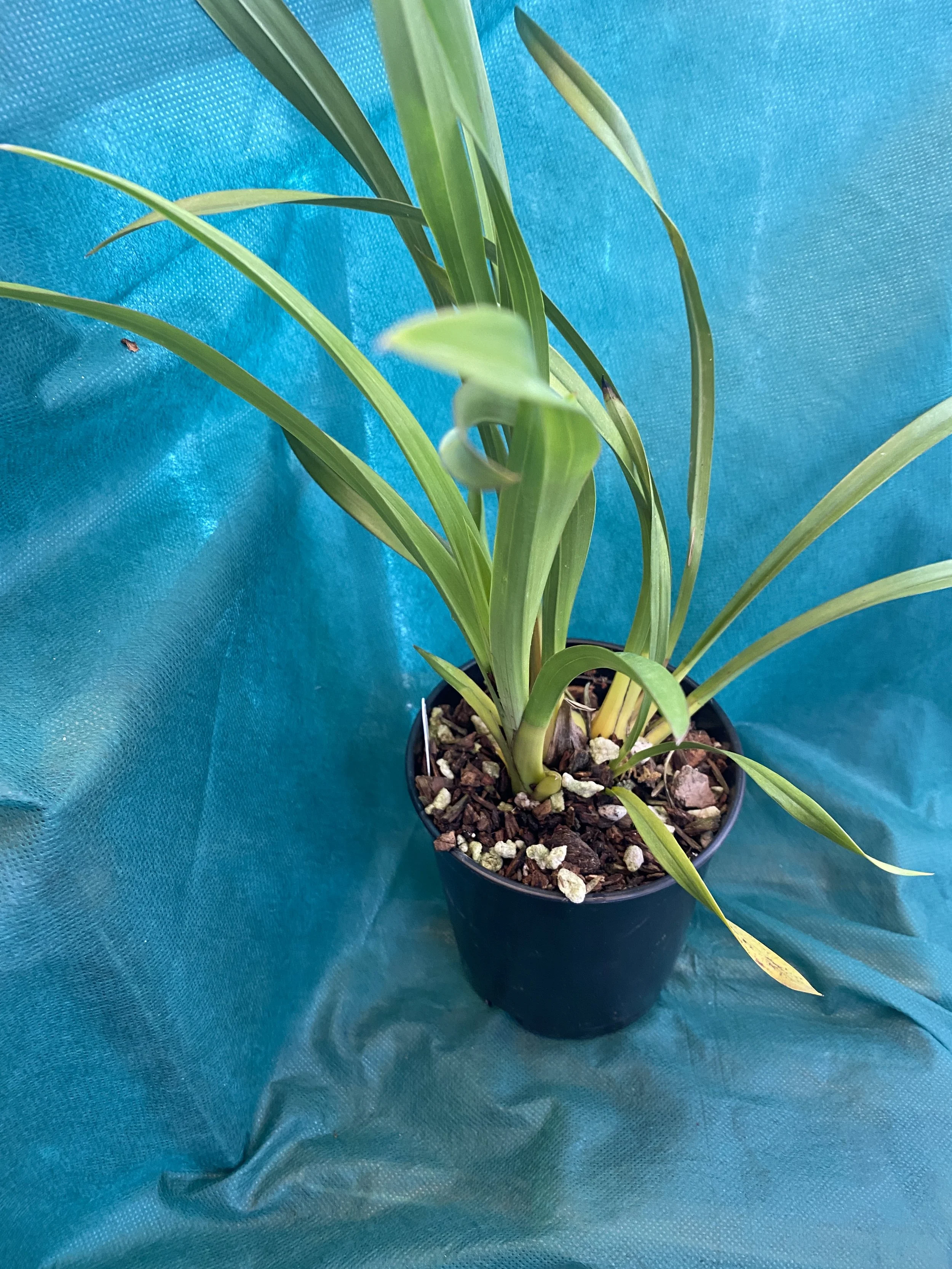 Cymbidium-Rosy-Wine-standing-twenty-inches-tall.jpeg