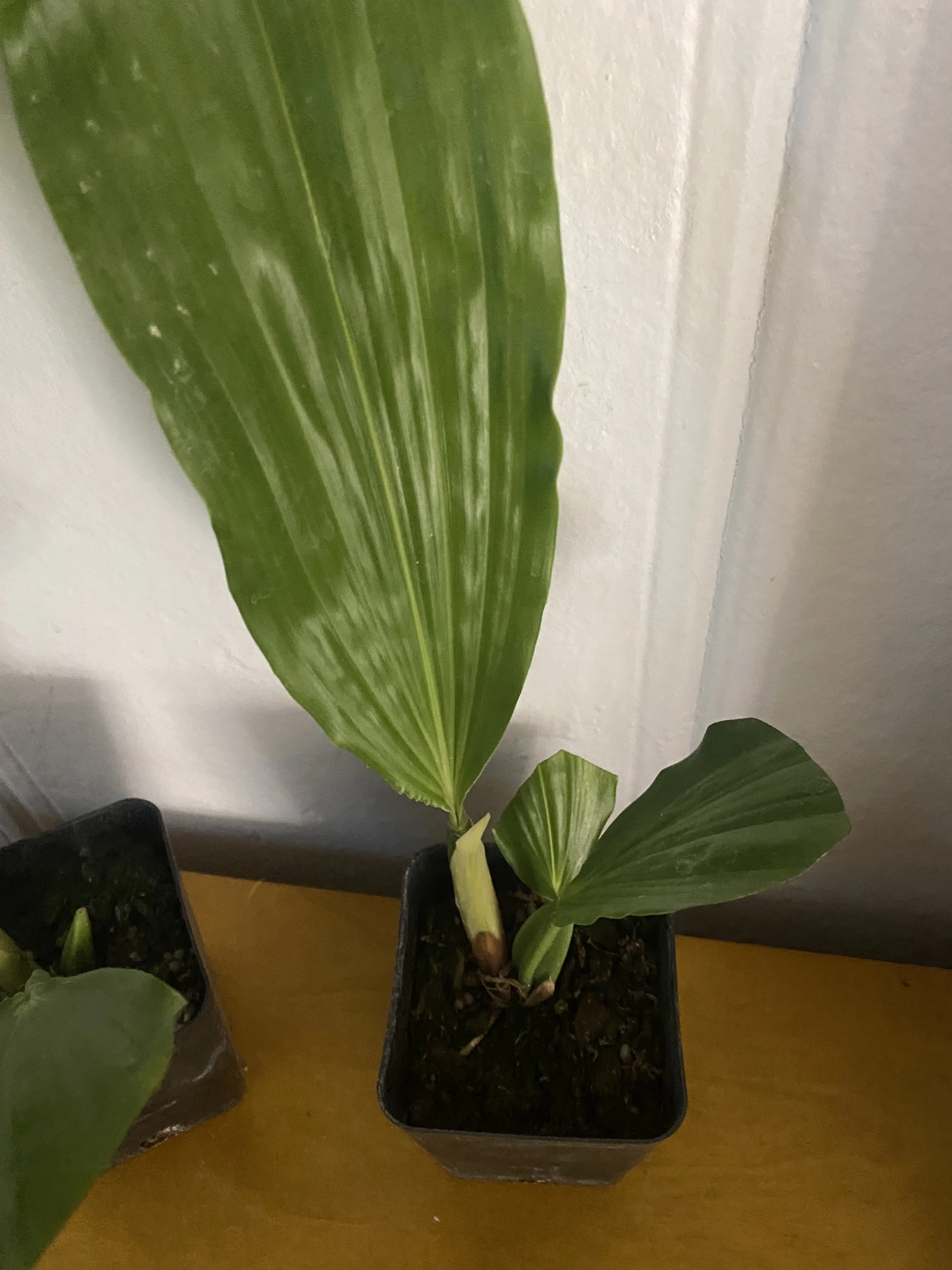 Coelogyne-usitana-on-wooden-table.JPG