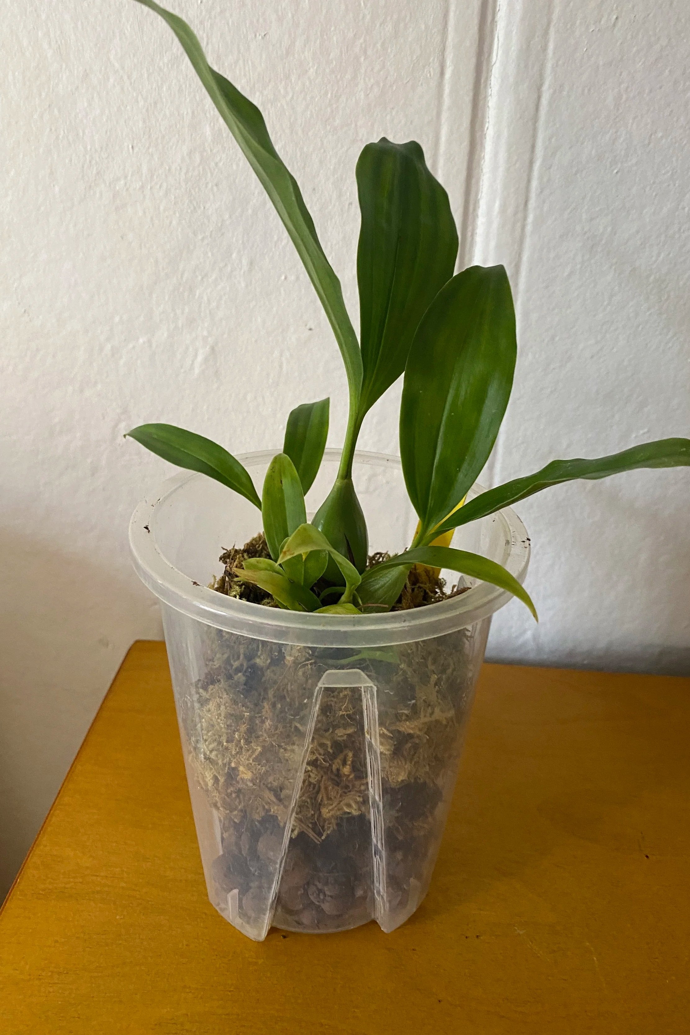 Coelogyne-swaniana-in-three-inch-pot.jpg
