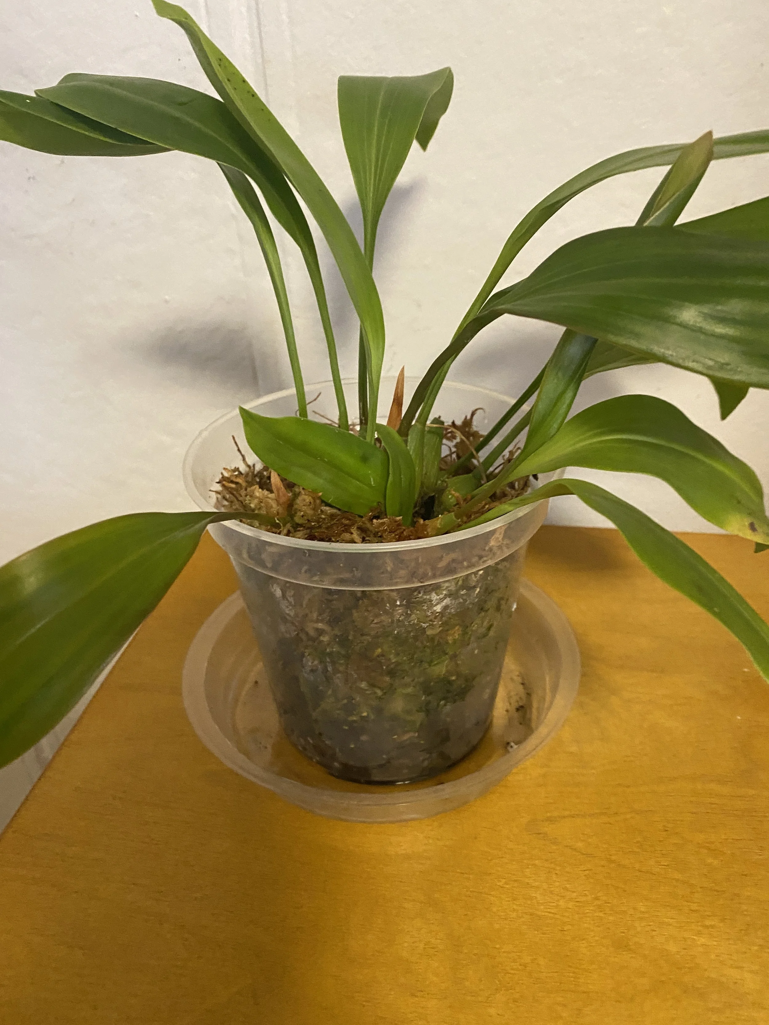 Chelonistele-sulphurea-standing-fifteen-inches-tall.jpeg