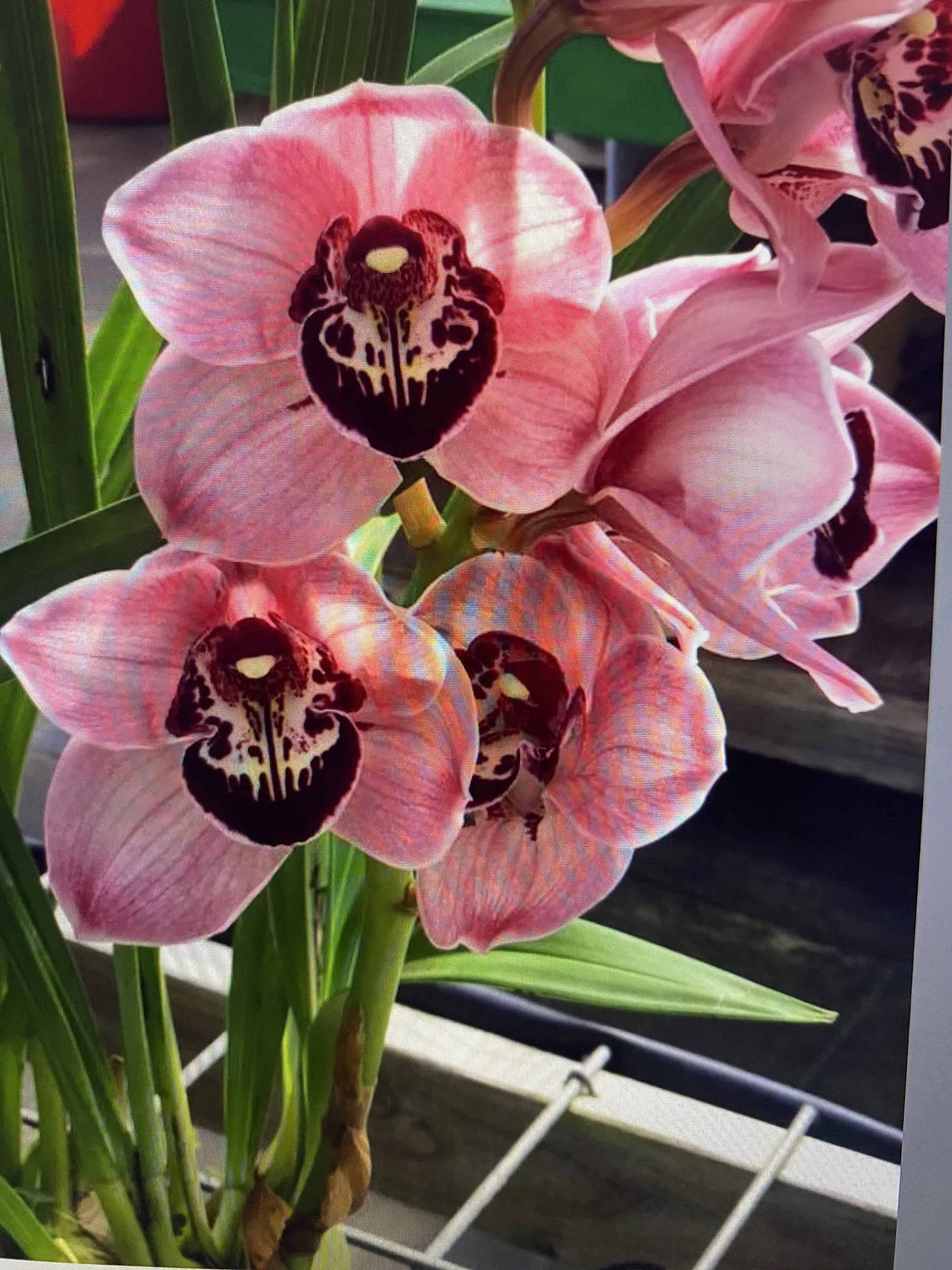 Cymbidium Iko Iko Grande x Rembrandt's Beauty