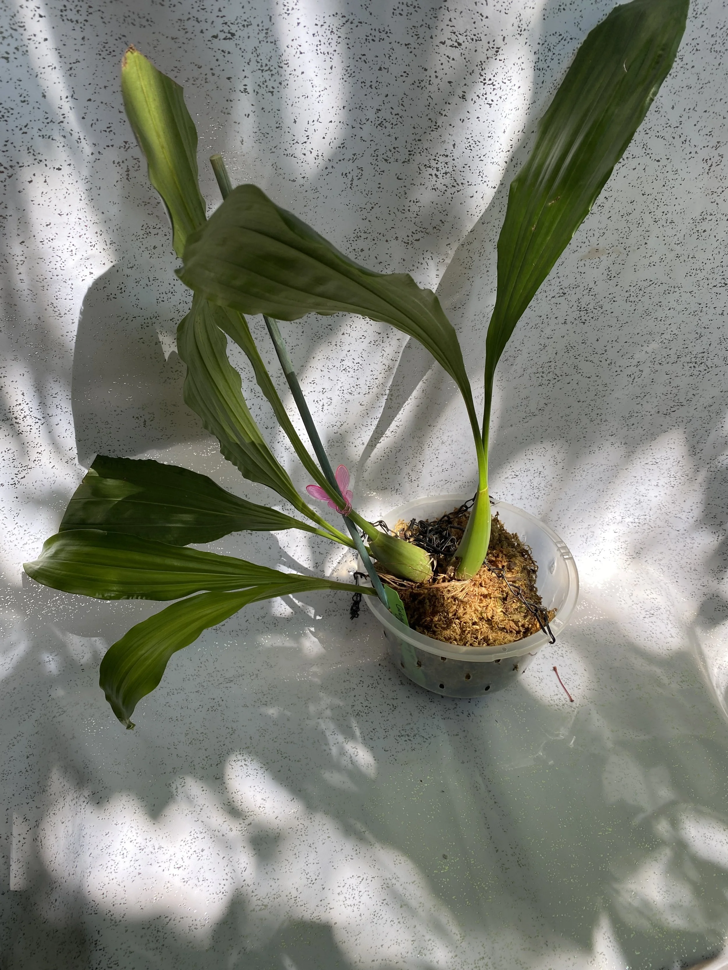 Coelogyne-massageana-in-six-inch-pot.jpeg
