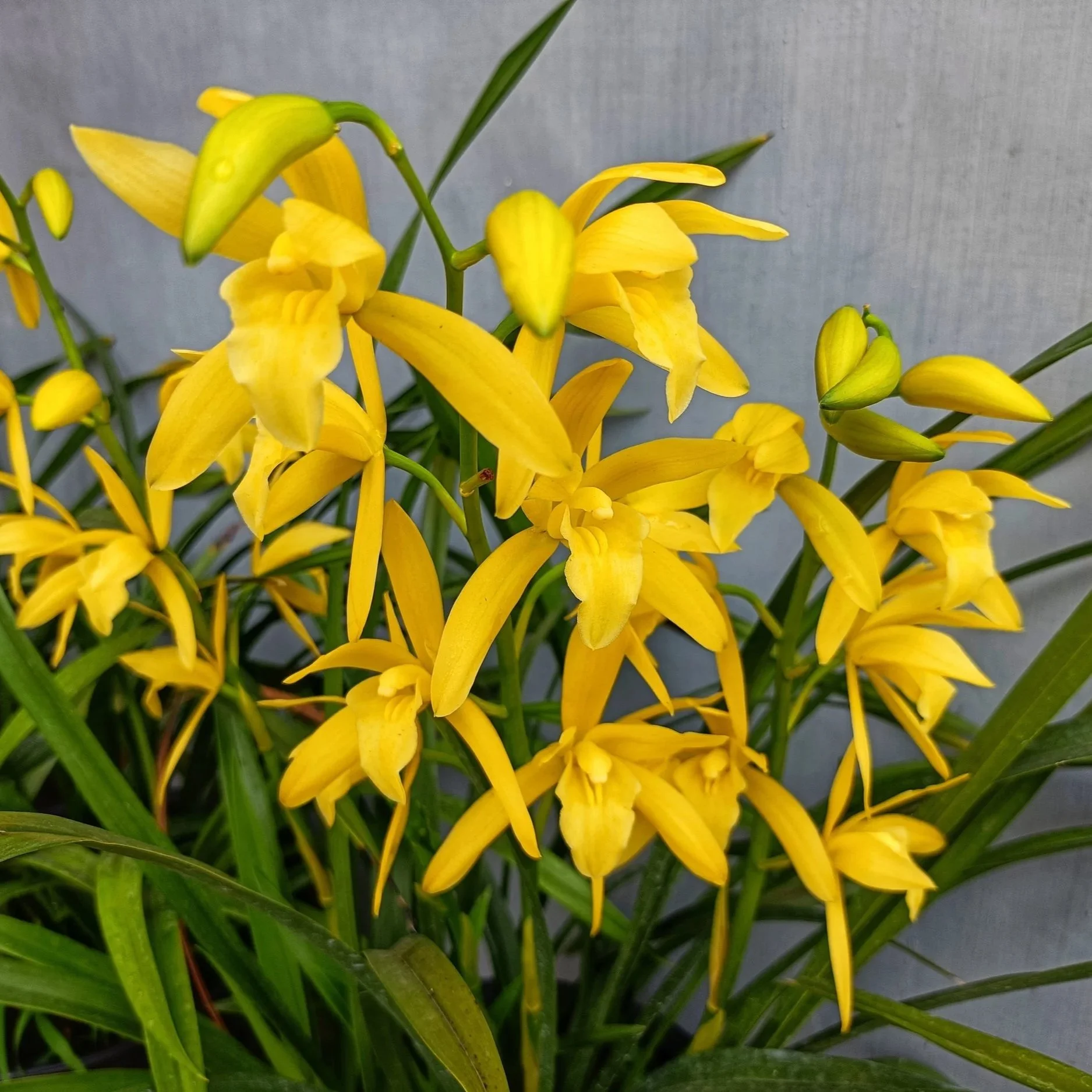 Cymbidium-Golden-Elf-Sundust-HCC/AOS-Variegated.jpg